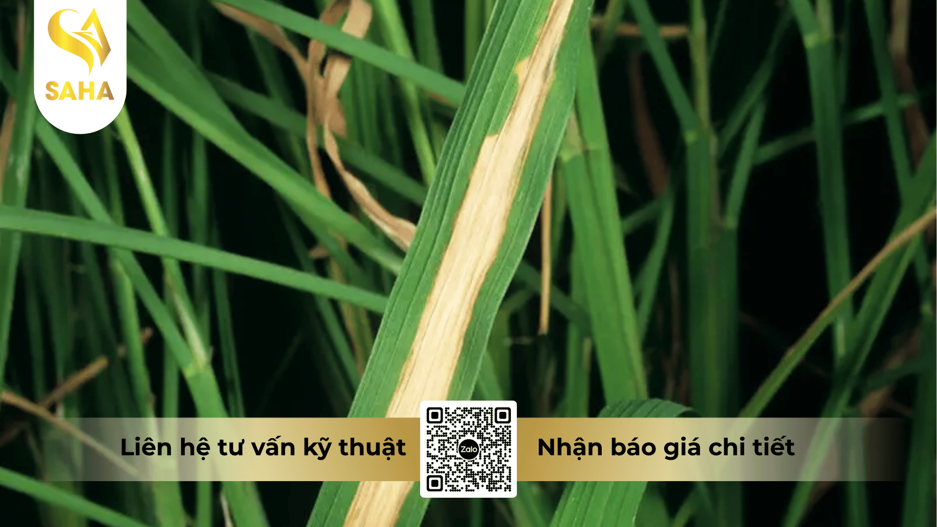 thong-tin-chung-thuoc-tru-benh-antigold-775wp.png