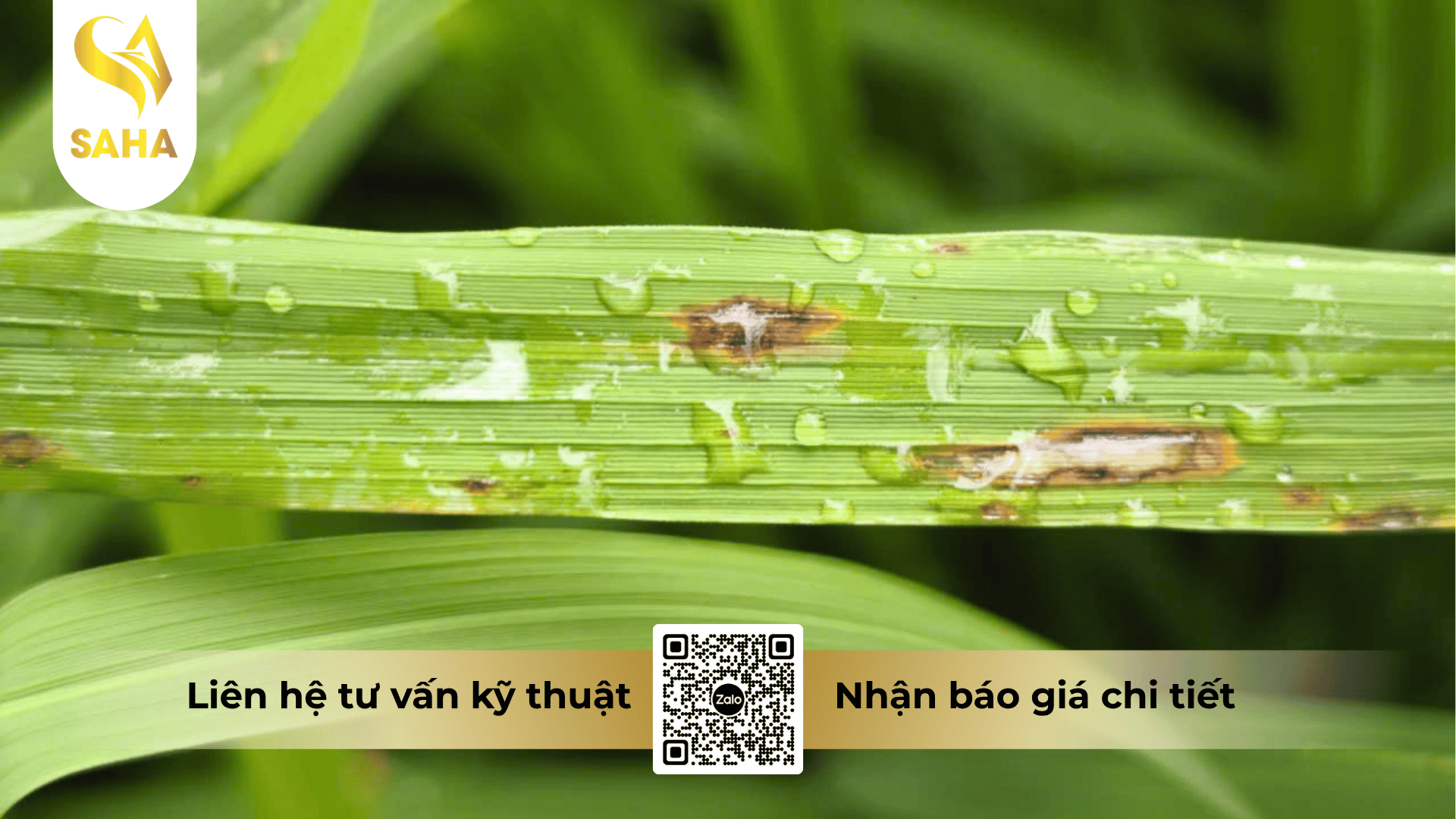 cong-dung-thuoc-tru-benh-antimer-so-800wp.png