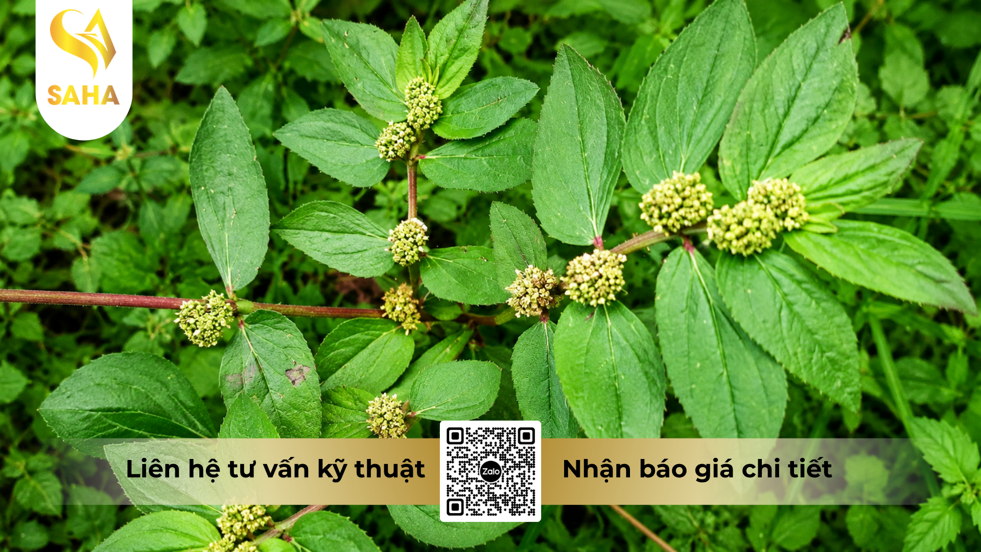 cong-dung-cua-thuoc-tru-co-anly-gold-200wg.png