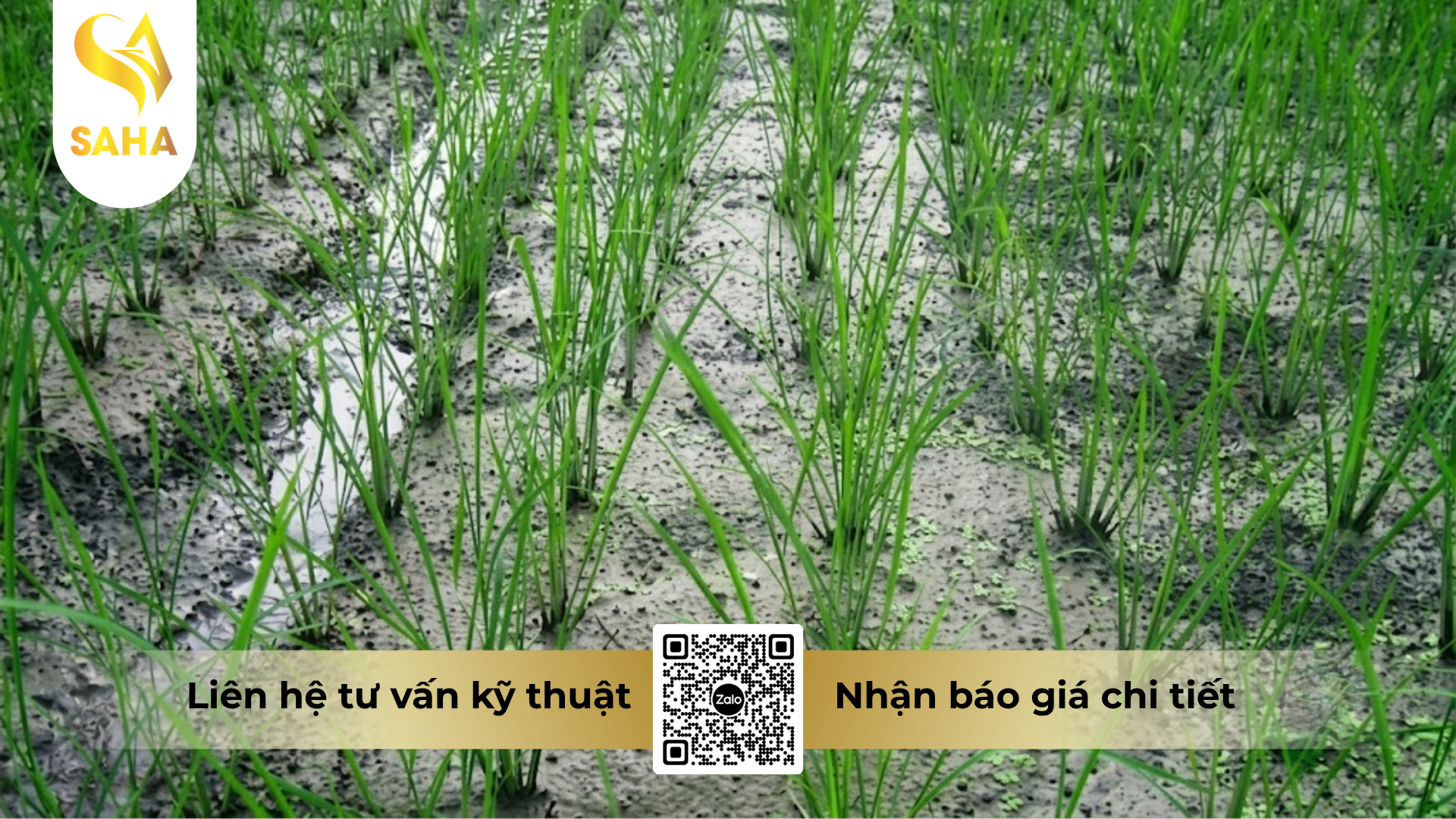 cau-hoi-thuong-gap-ve-thuoc-tru-co-anly-gold-200wg.png