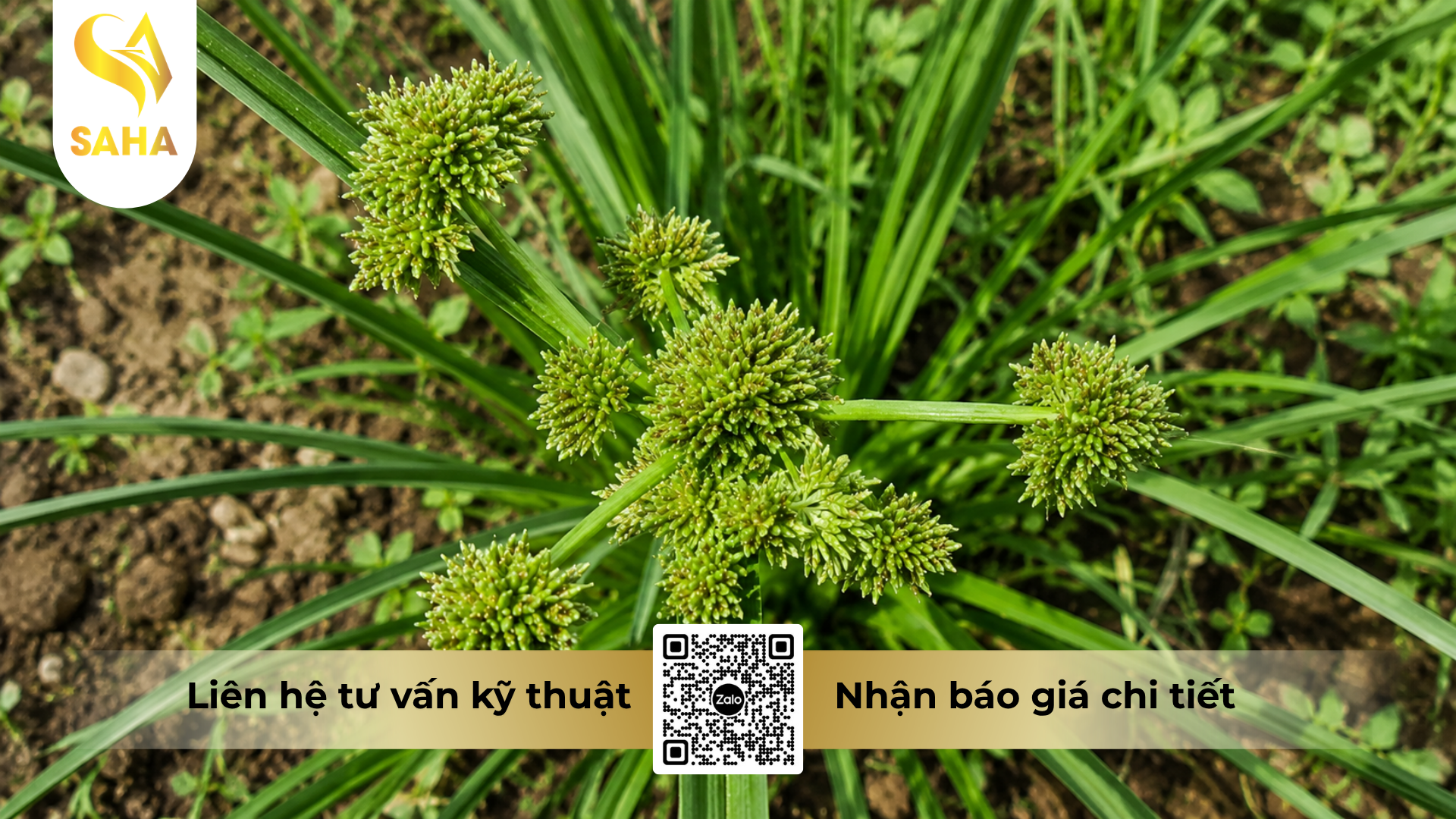 cong-dung-cua-thuoc-tru-co-antaco-500ec.png