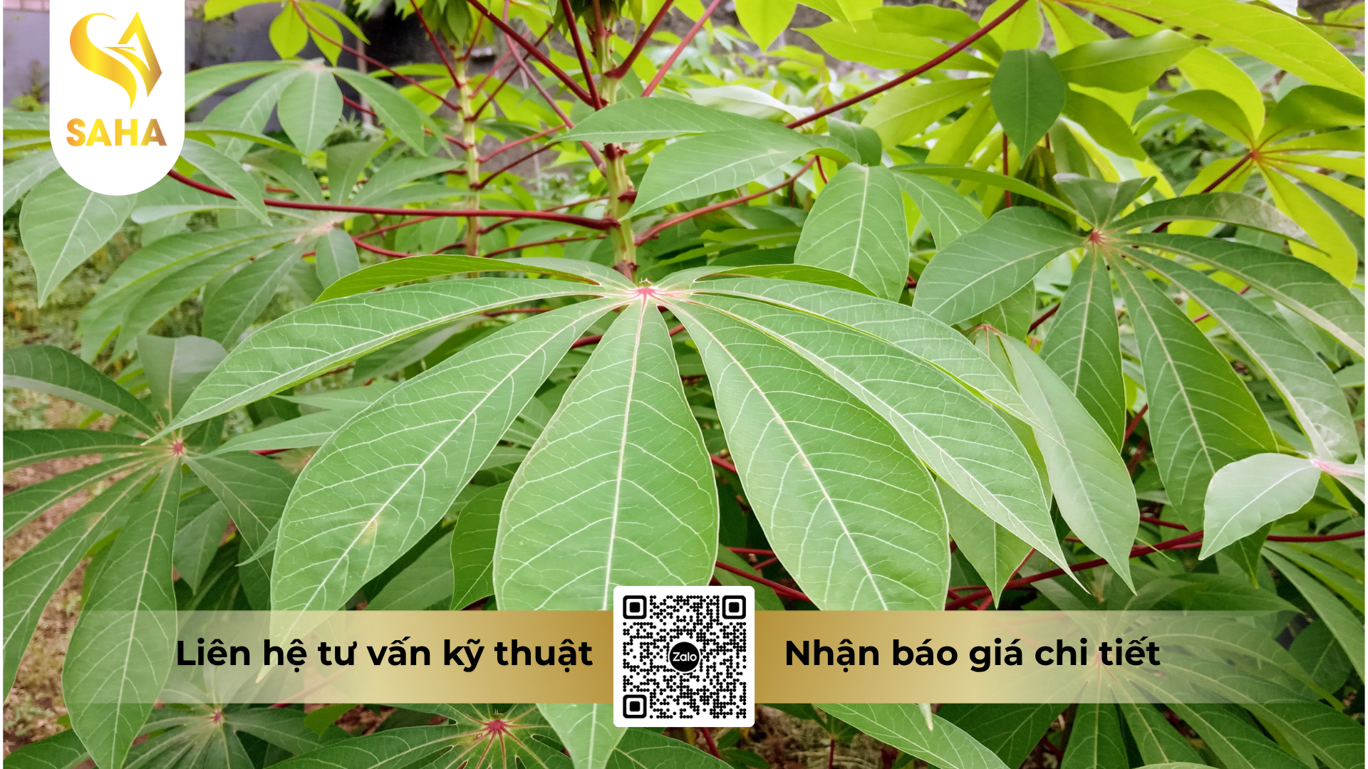 cau-hoi-thuong-gap-ve-thuoc-tru-co-antaco-500ec-450ml.png