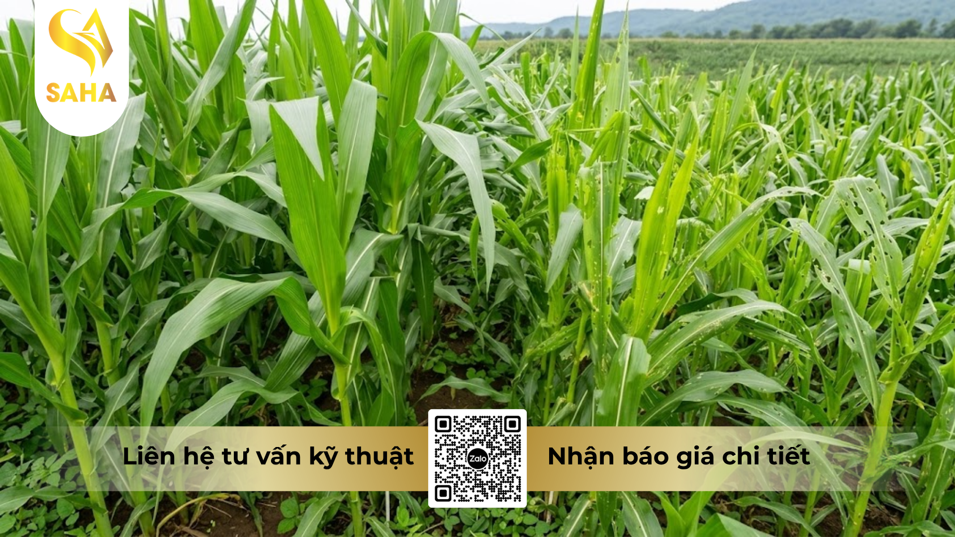 cong-dung-cua-thuoc-tru-co-antaco-gold-500ec.png