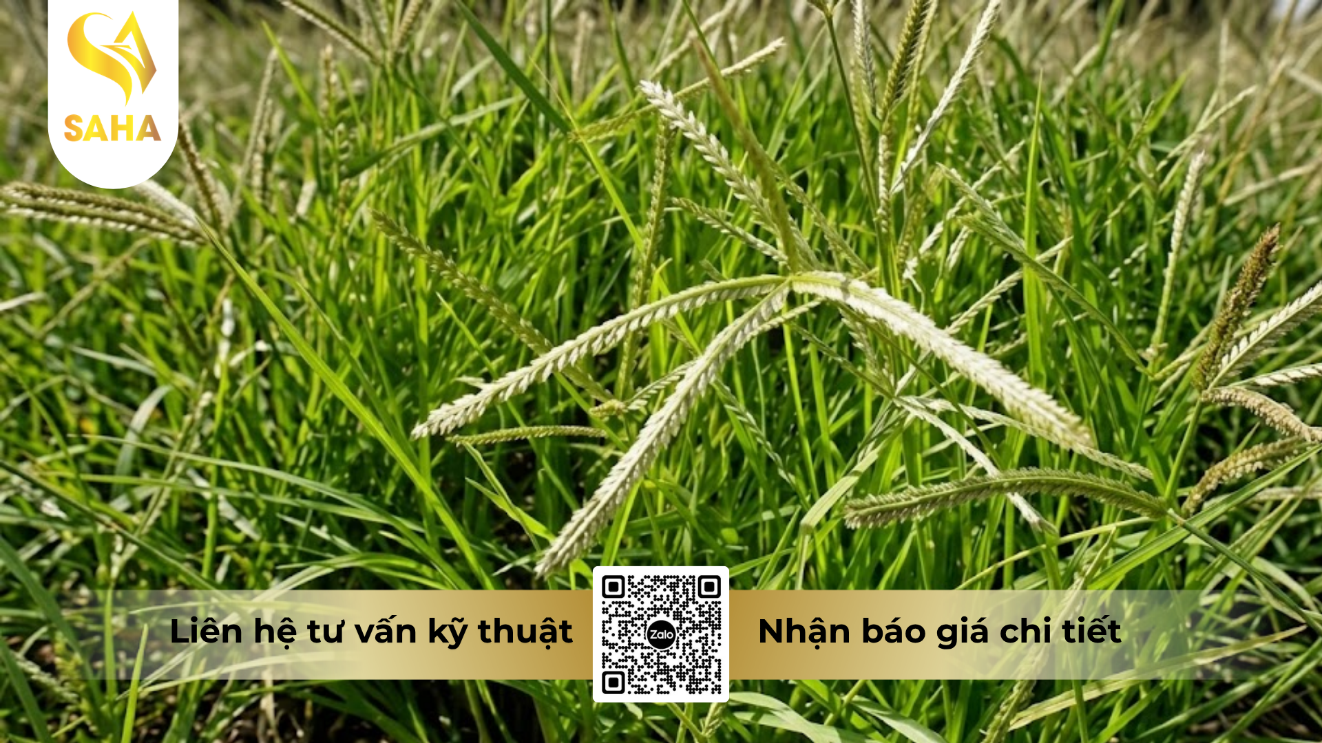 cong-dung-cua-thuoc-tru-co-faquatrio-20sl-hieu-geaxone-20sl.png
