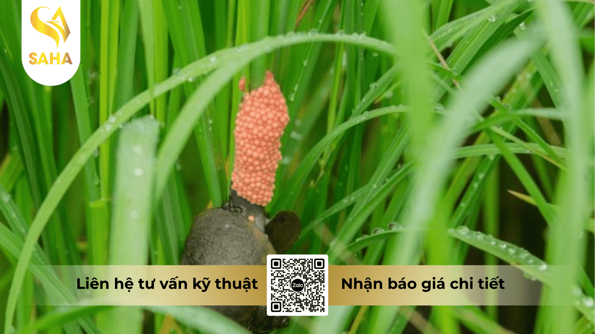 cong-dung-thuoc-tru-oc-antioc-777wp.png