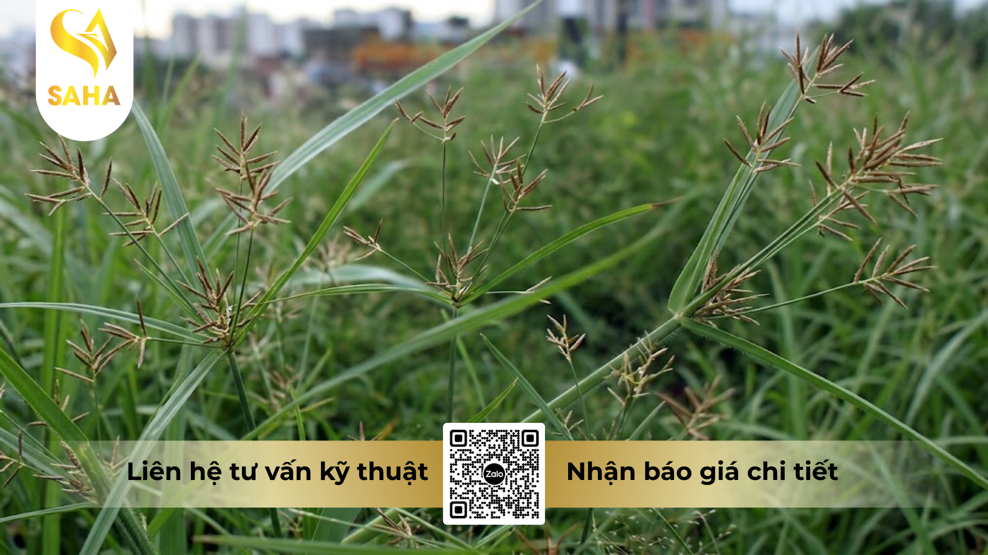 cong-dung-cua-thuoc-tru-co-gussi-bastar-200sl-hieu-kanup-480sl.png