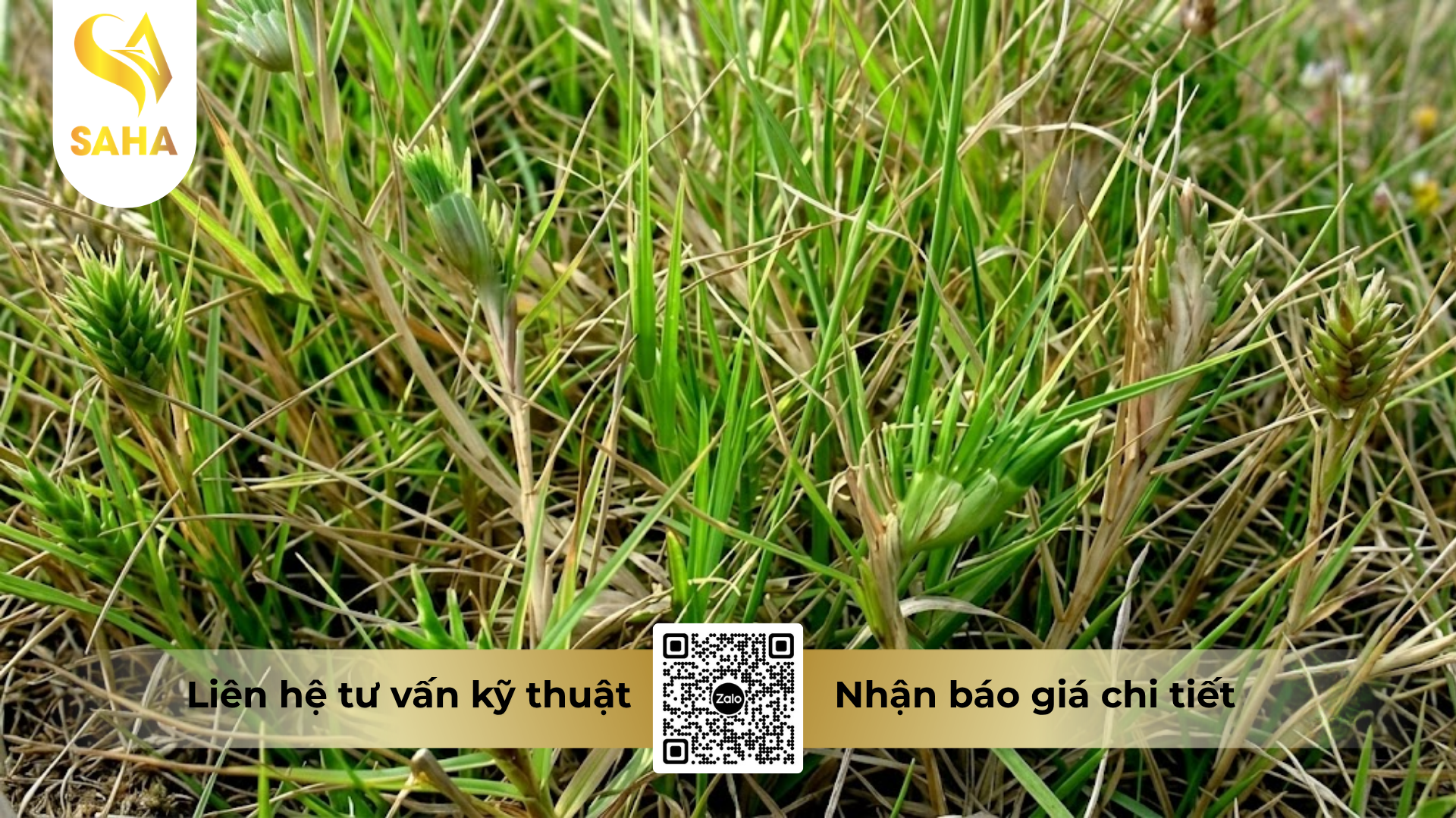 cong-dung-cua-thuoc-tru-co-gussi-bastar-200sl-hieu-kanup-480sl.png