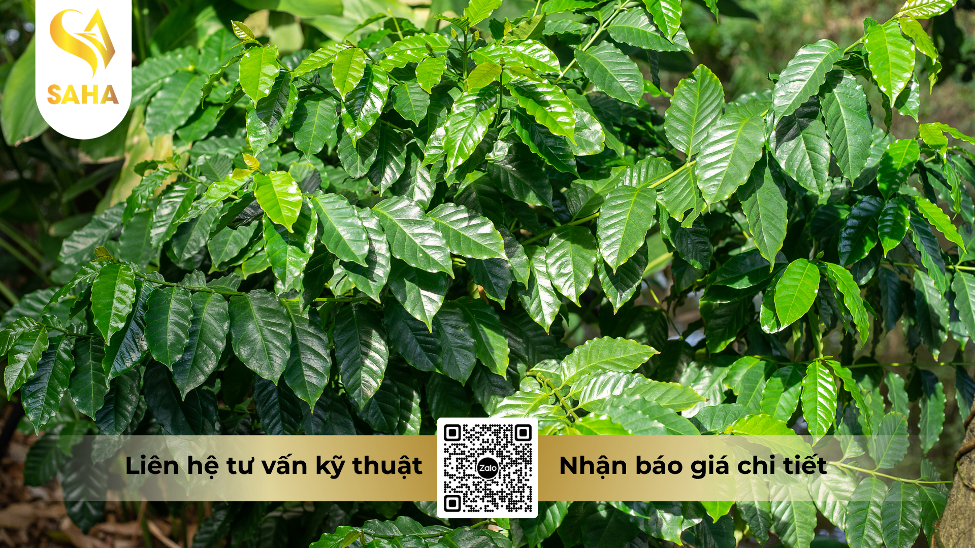 cau-hoi-thuong-gap-ve-thuoc-tru-co-kamup-150sl-diet-co-q9.png