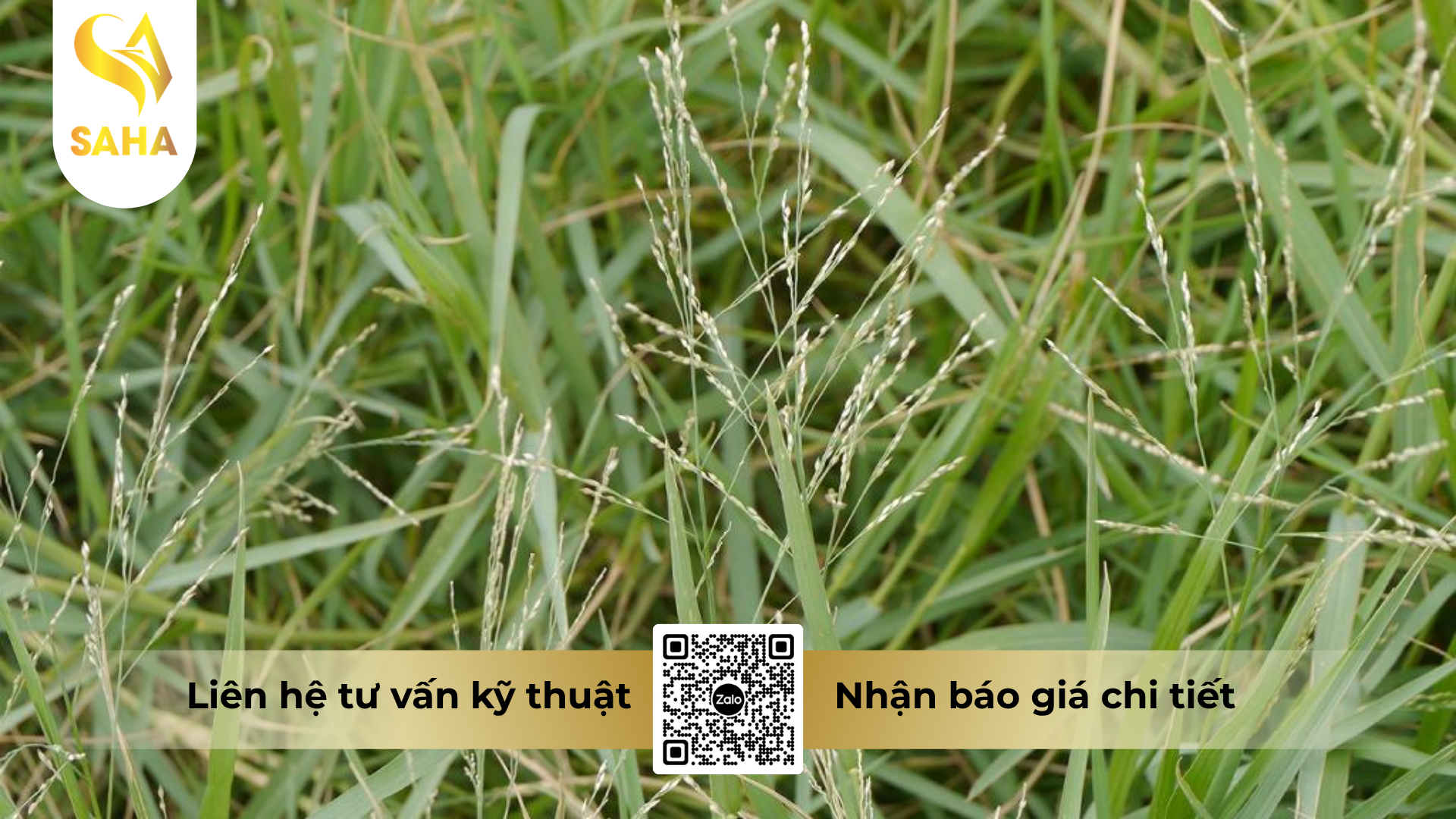 cong-dung-cua-thuoc-tru-co-newfosinate-150sl-hieu-focus-900ml.png
