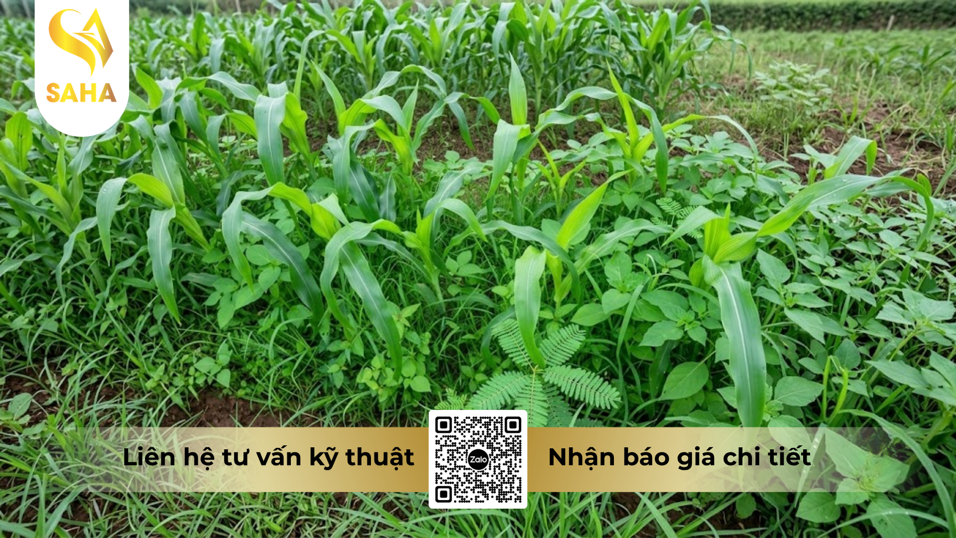 cong-dung-cua-thuoc-tru-co-wamrin-80wp.png