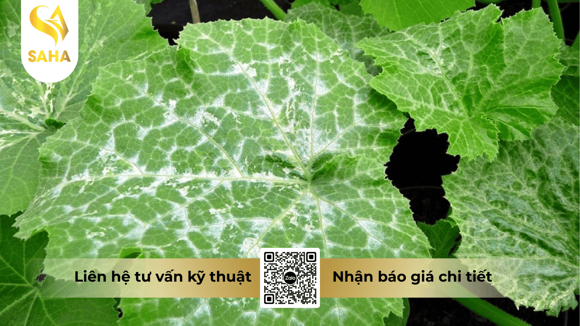 thong-tin-chung-thuoc-tru-benh-anvilando-5sc.png