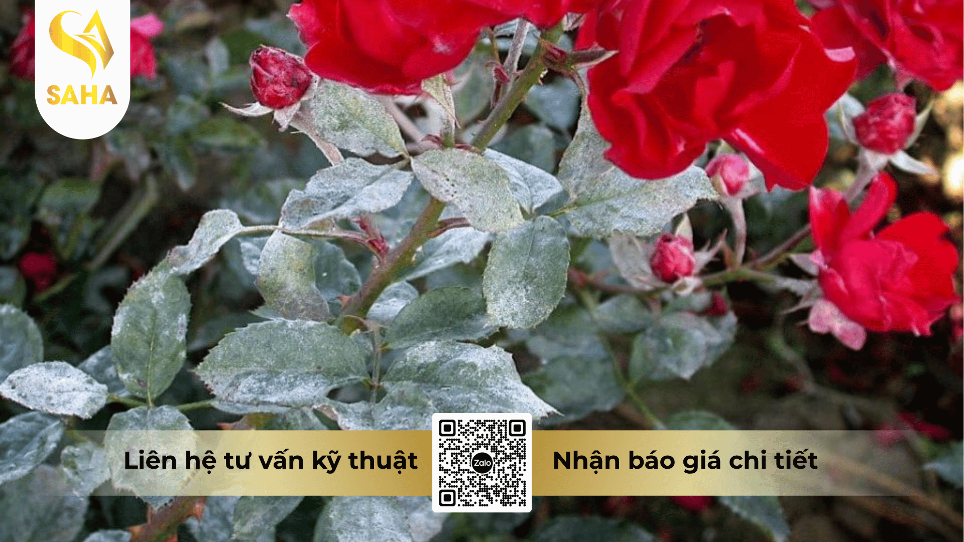 cong-dung-thuoc-tru-benh-anvilando-5sc.png