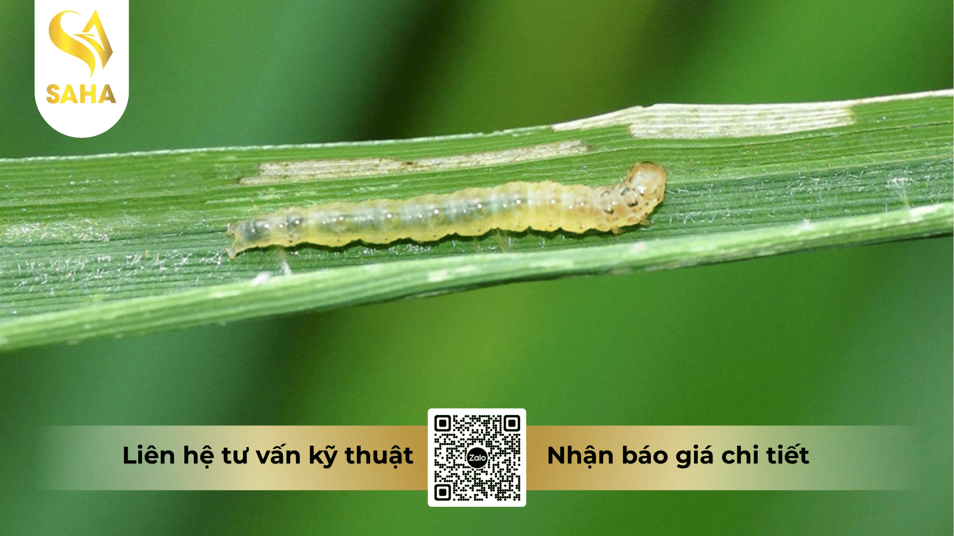 cong-dung-thuoc-tru-sau-apache-10wg.png