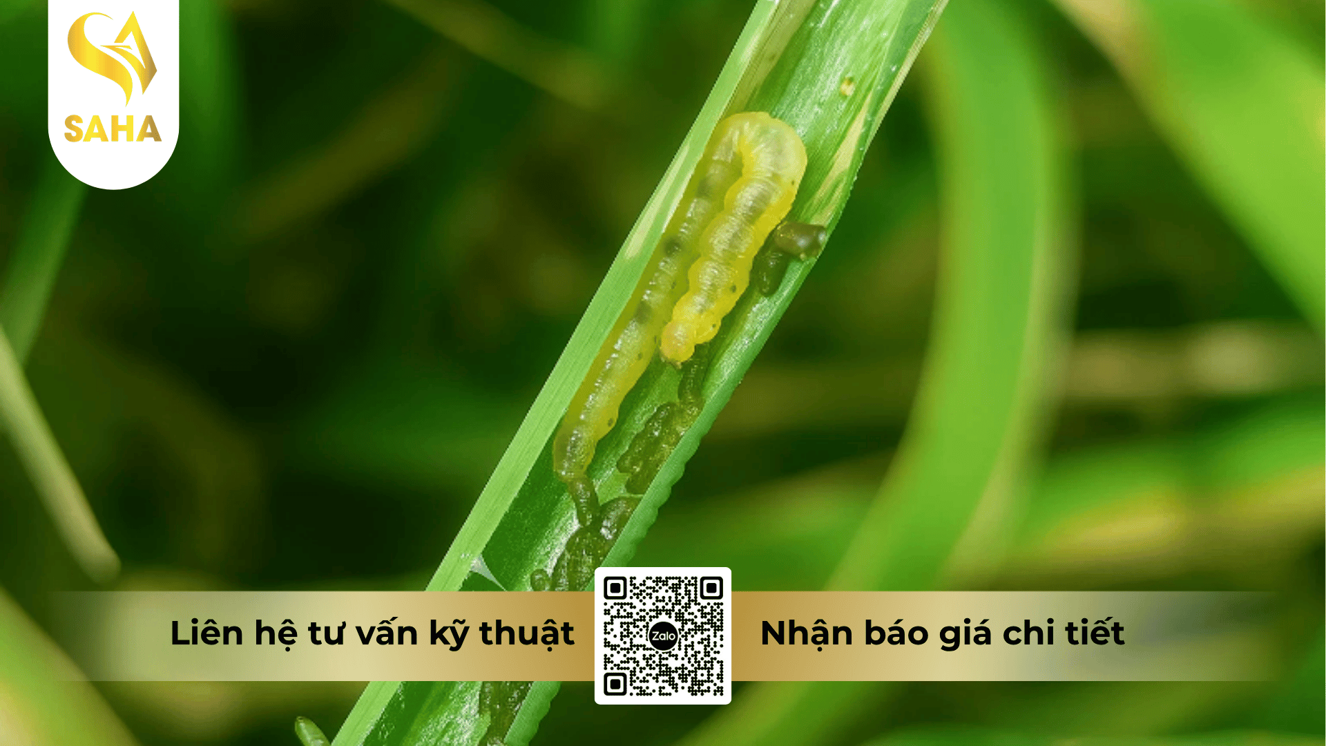 thong-tin-chung-thuoc-tru-sau-apache-4ec.png