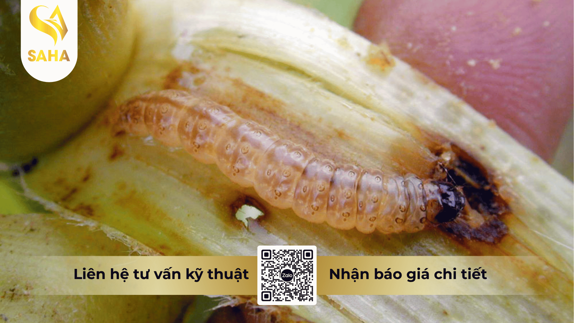 thong-tin-chung-thuoc-tru-sau-apashuang-10gr.png