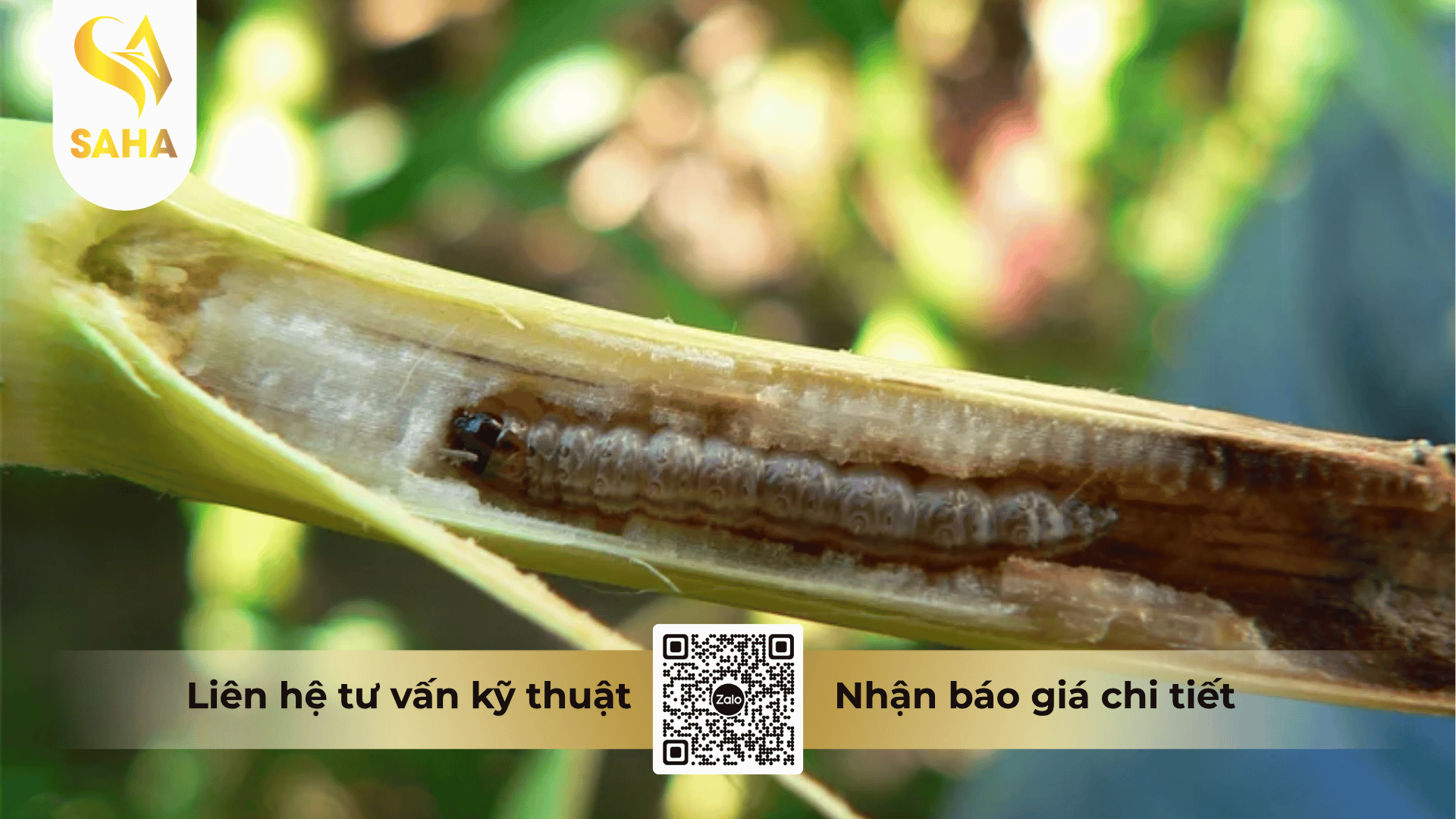 cong-dung-thuoc-tru-sau-apashuang-10gr.png
