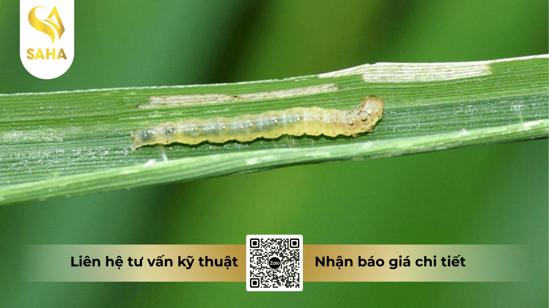 cong-dung-thuoc-tru-sau-apashuang-18sl.png