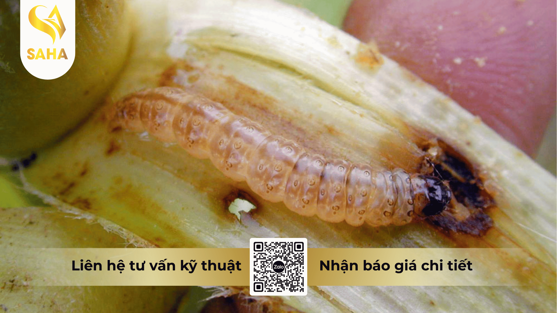 thong-tin-chung-thuoc-tru-sau-apashuang-95wp.png