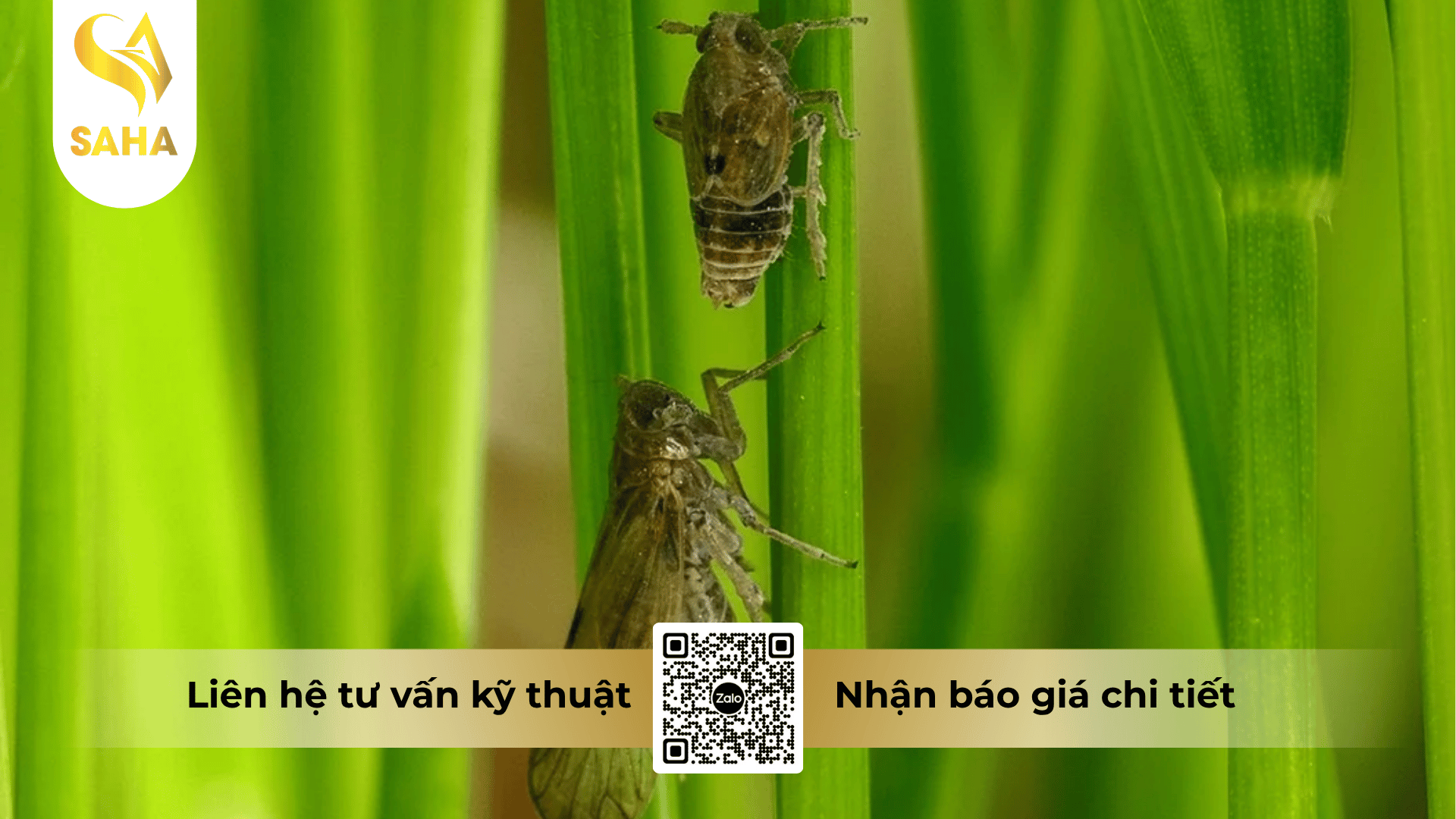 thong-tin-chung-thuoc-tru-sau-apolo-25sc.png