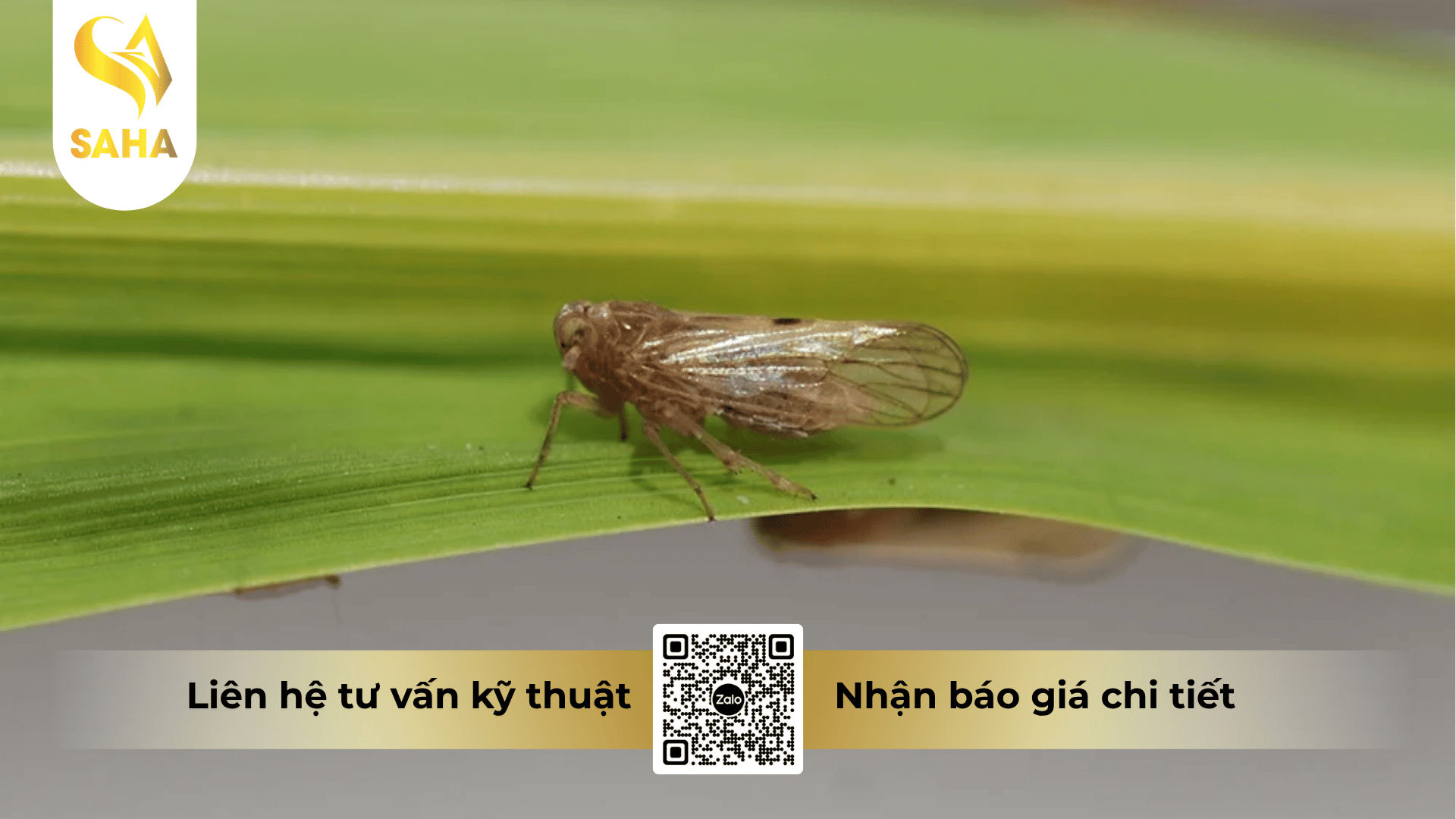 cong-dung-thuoc-tru-sau-apolo-25sc.png