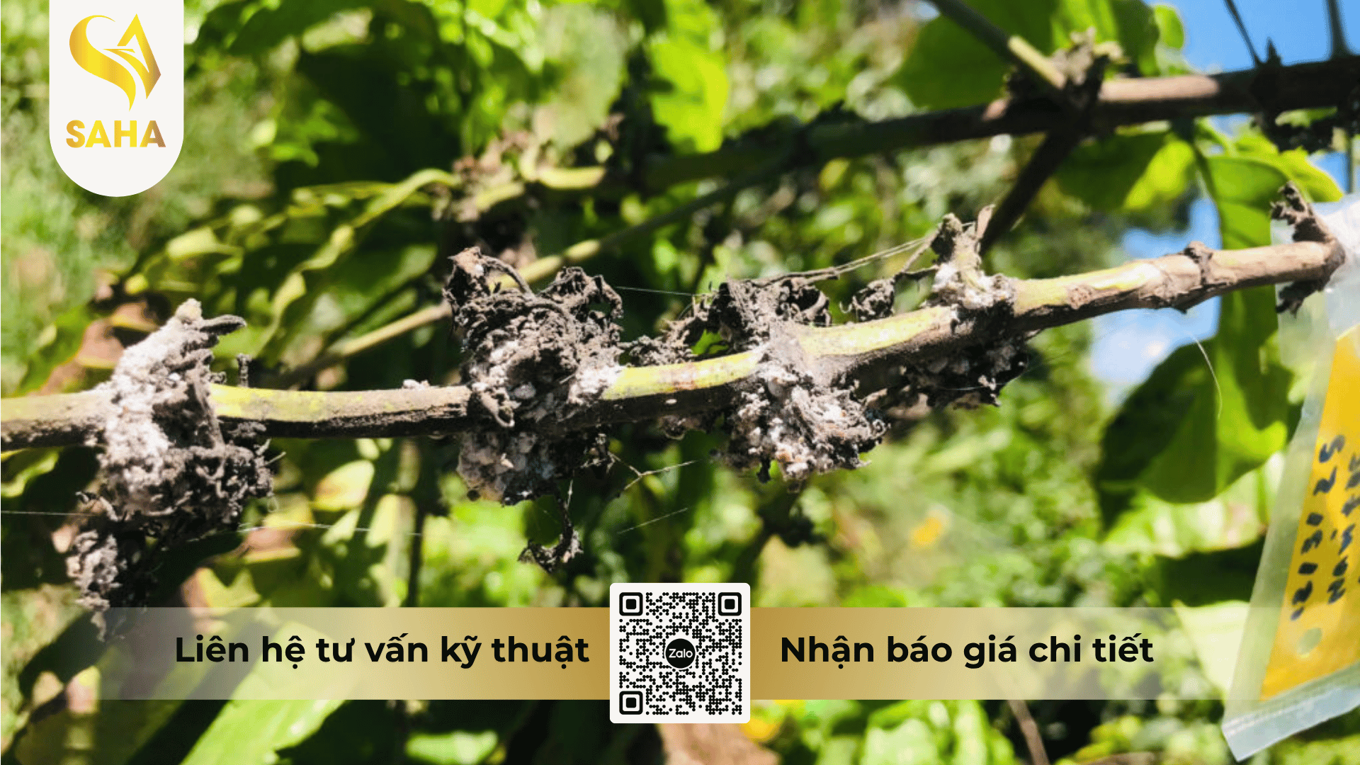 cong-dung-thuoc-tru-sau-apolo-25sc.png