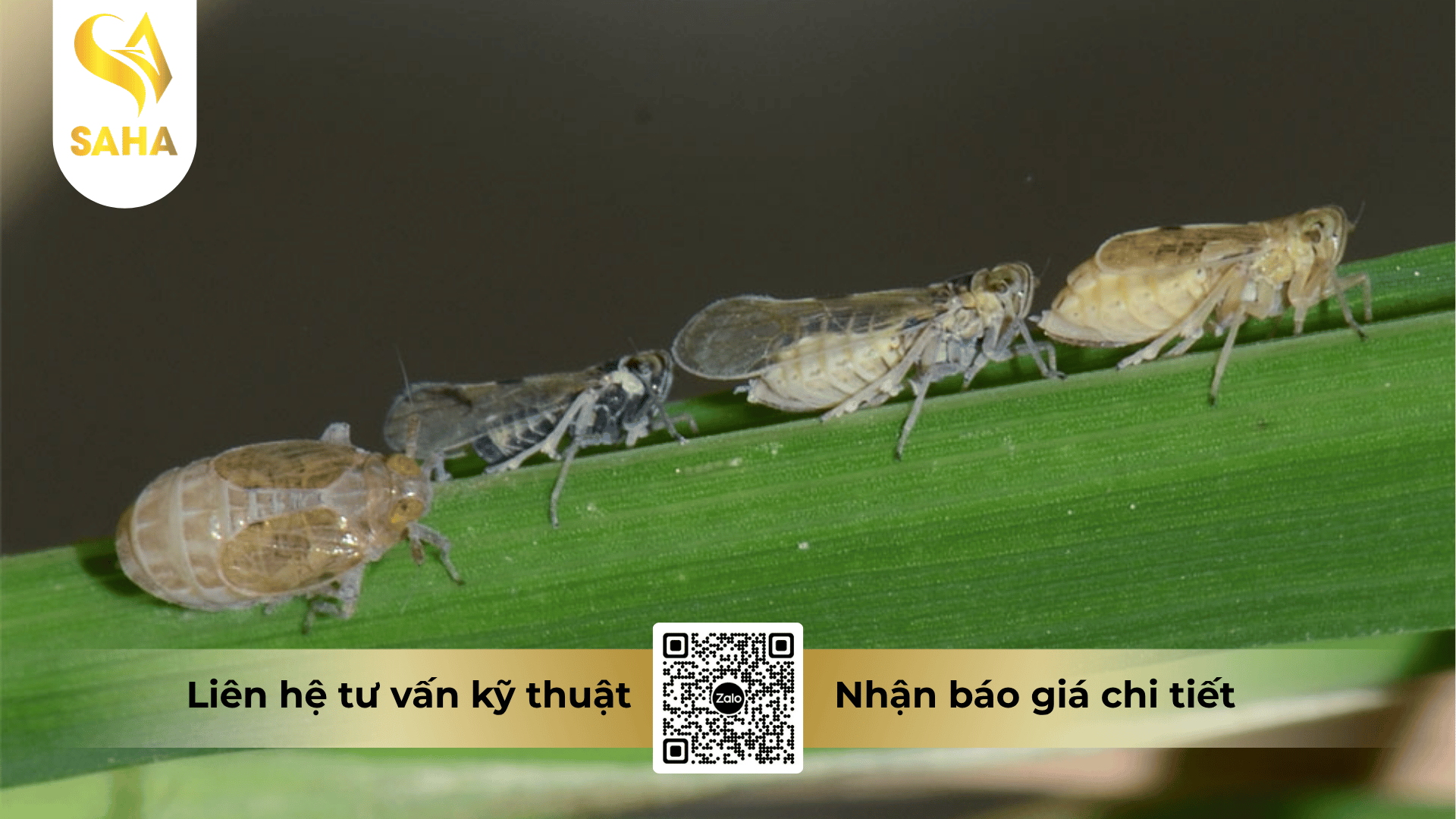 thong-tin-chung-thuoc-tru-sau-aquinphos-40ec.png