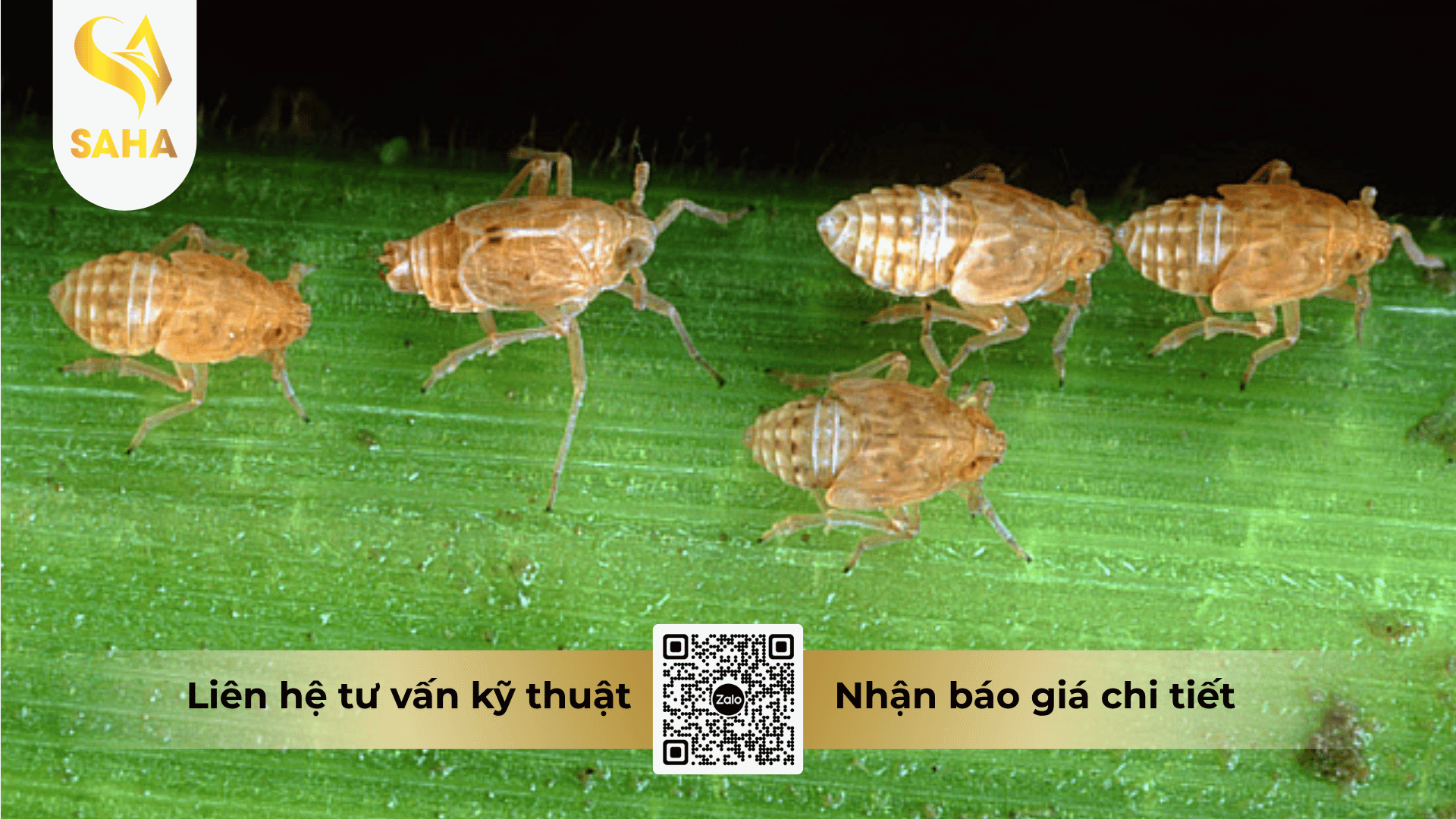 cong-dung-thuoc-tru-sau-aquinphos-40ec.png