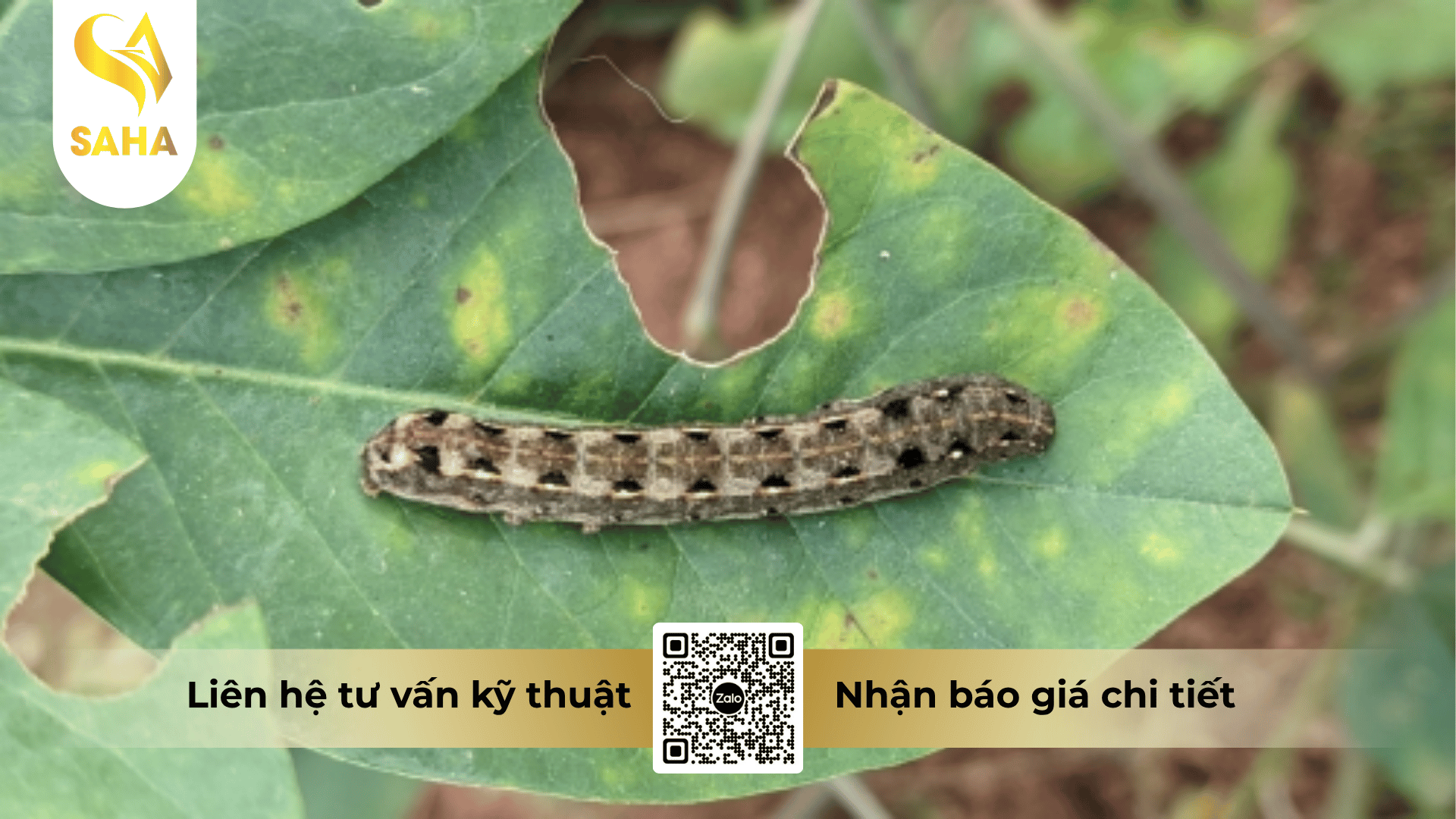 thong-tin-chung-thuoc-tru-sau-army-10ec.png