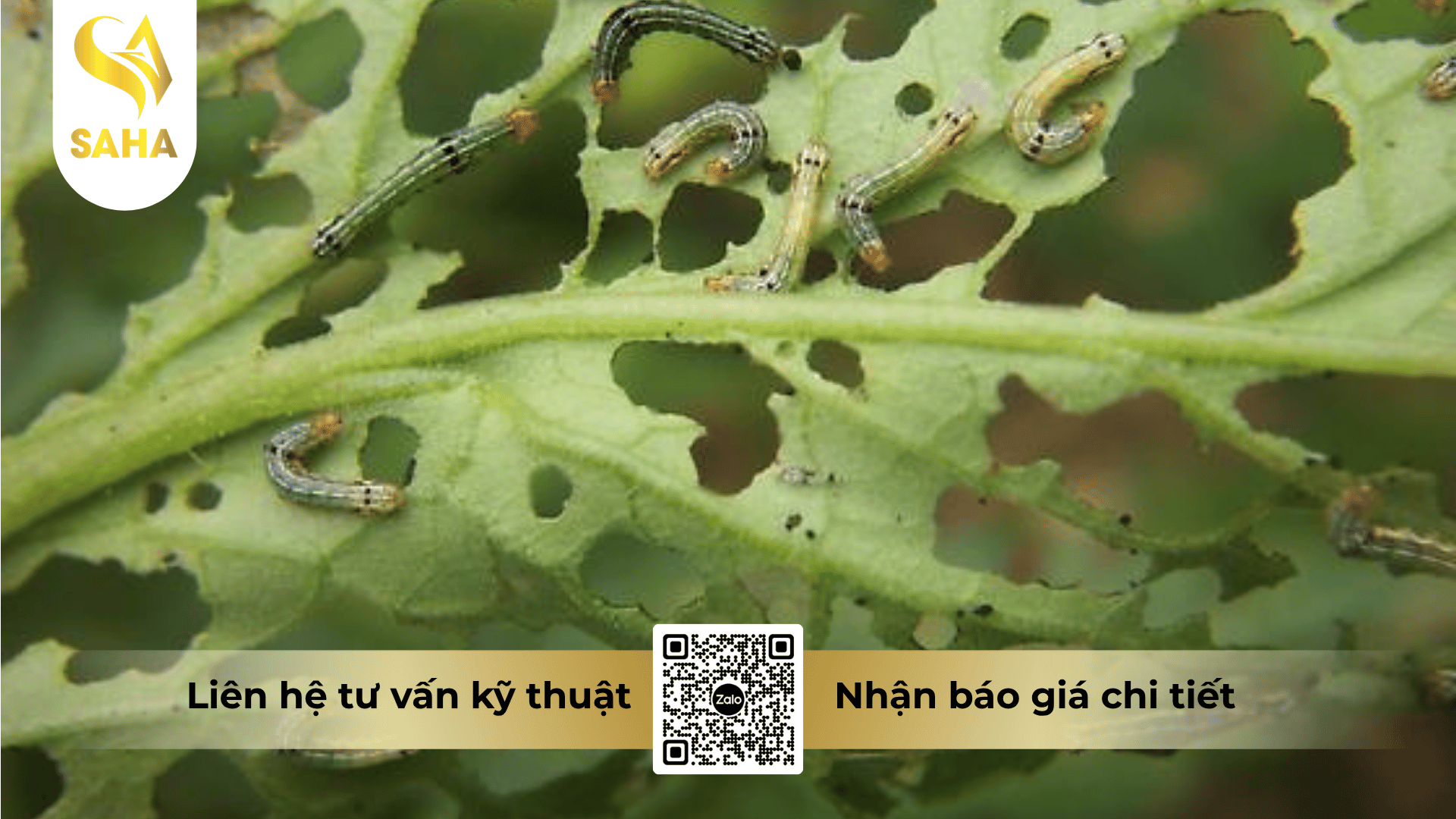 cong-dung-thuoc-tru-sau-army-10ec.png