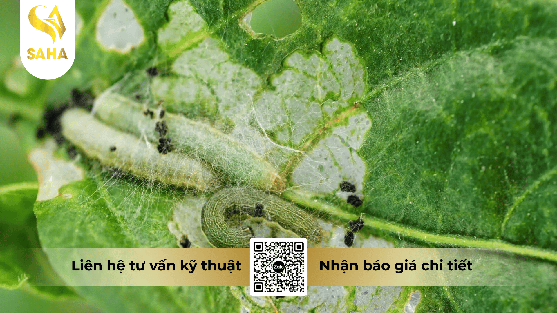 thong-tin-chung-thuoc-tru-sau-asin-0-5sl.png