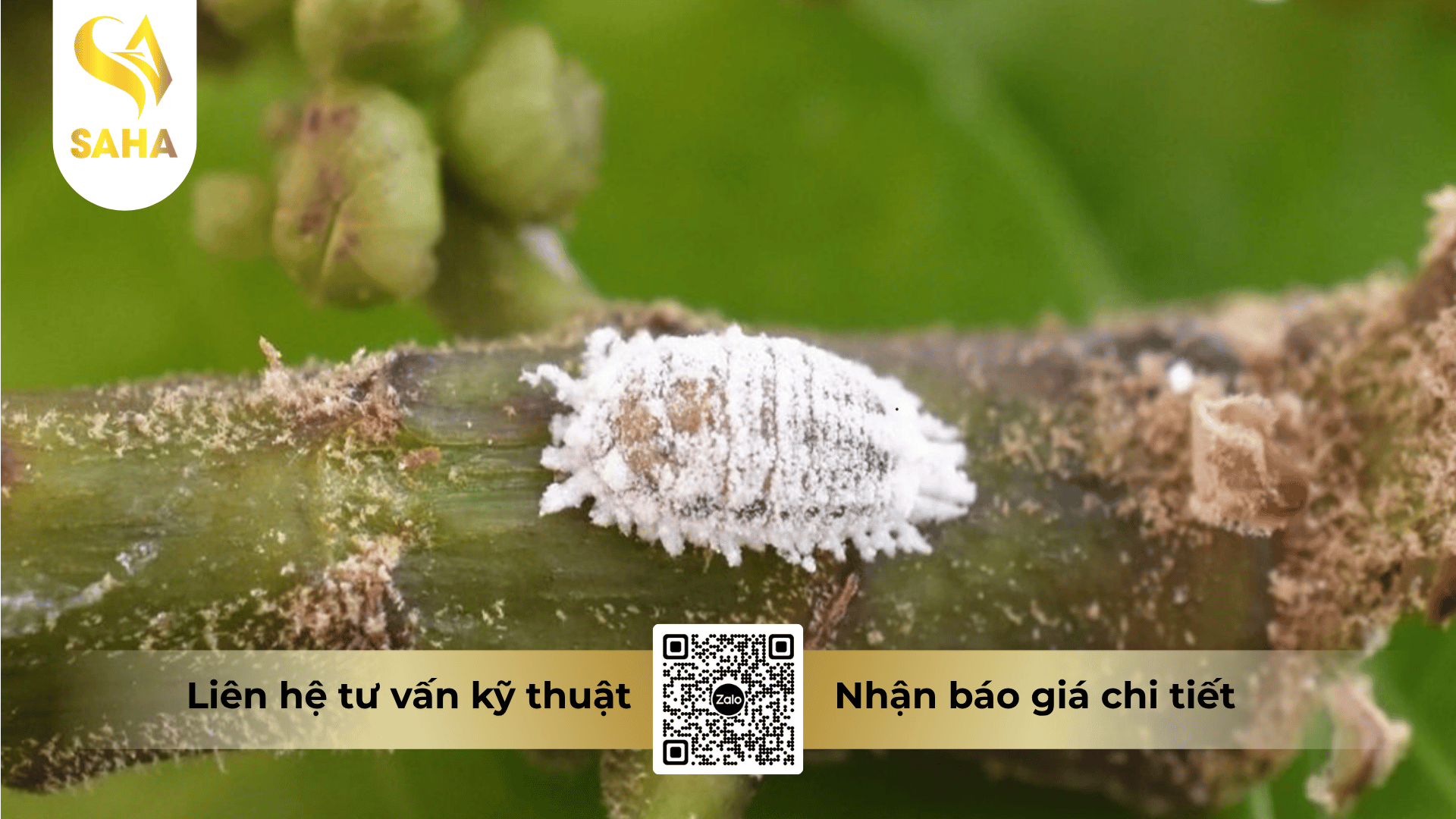 cong-dung-thuoc-tru-sau-assassain-300ec.png