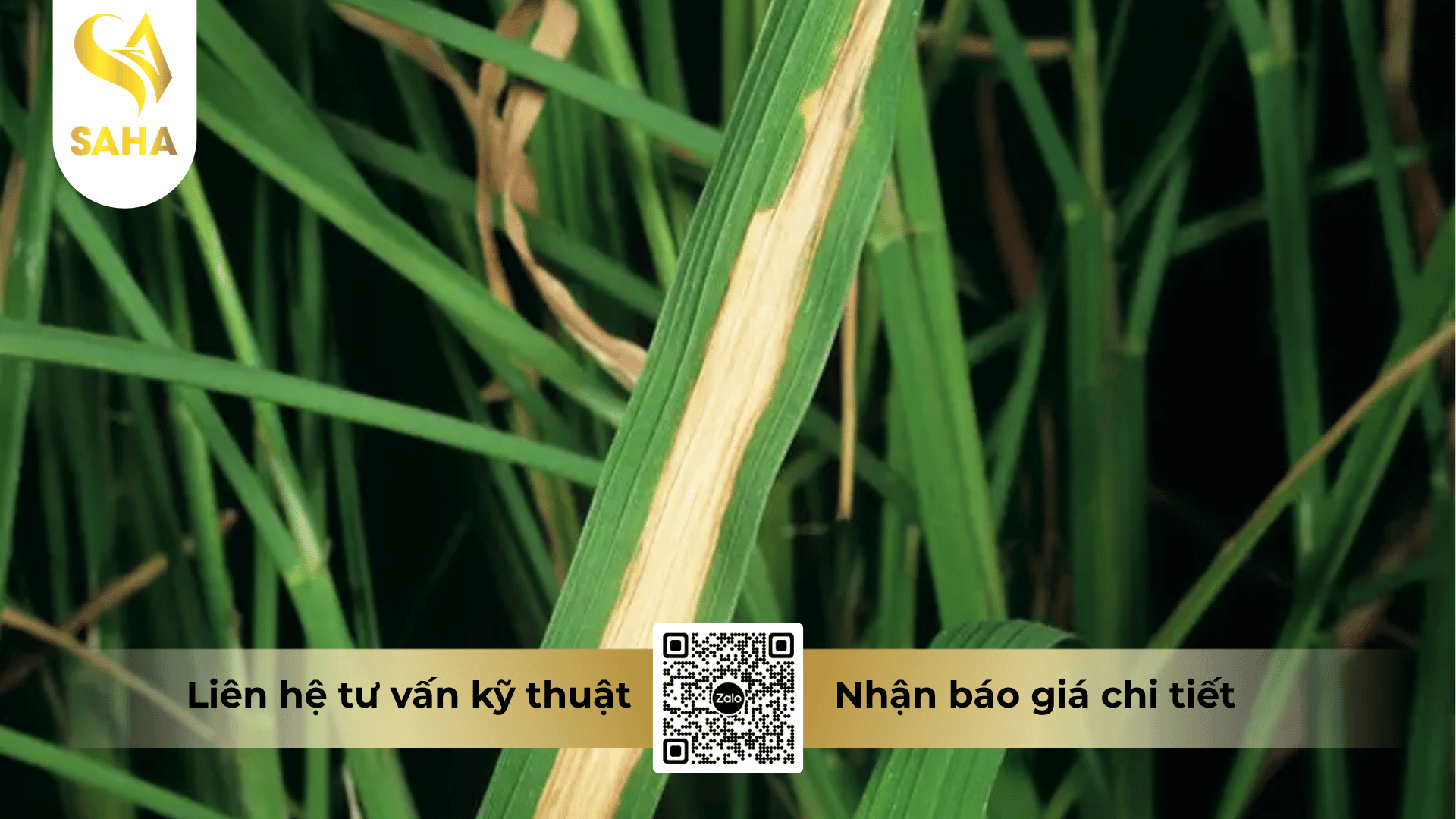 thong-tin-chung-thuoc-tru-benh-asusu-20wp.png