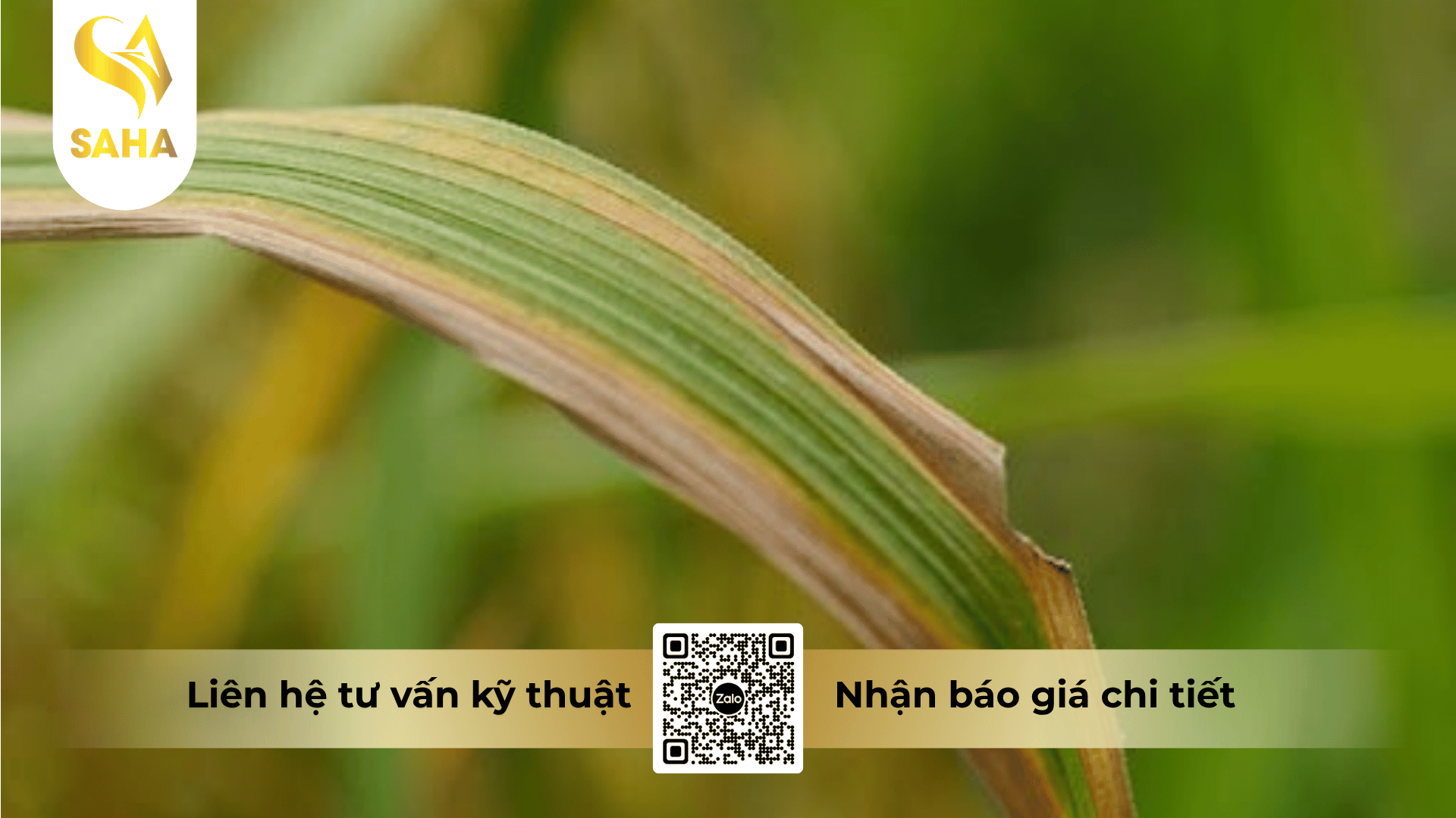 cong-dung-thuoc-tru-benh-asusu-20wp.png
