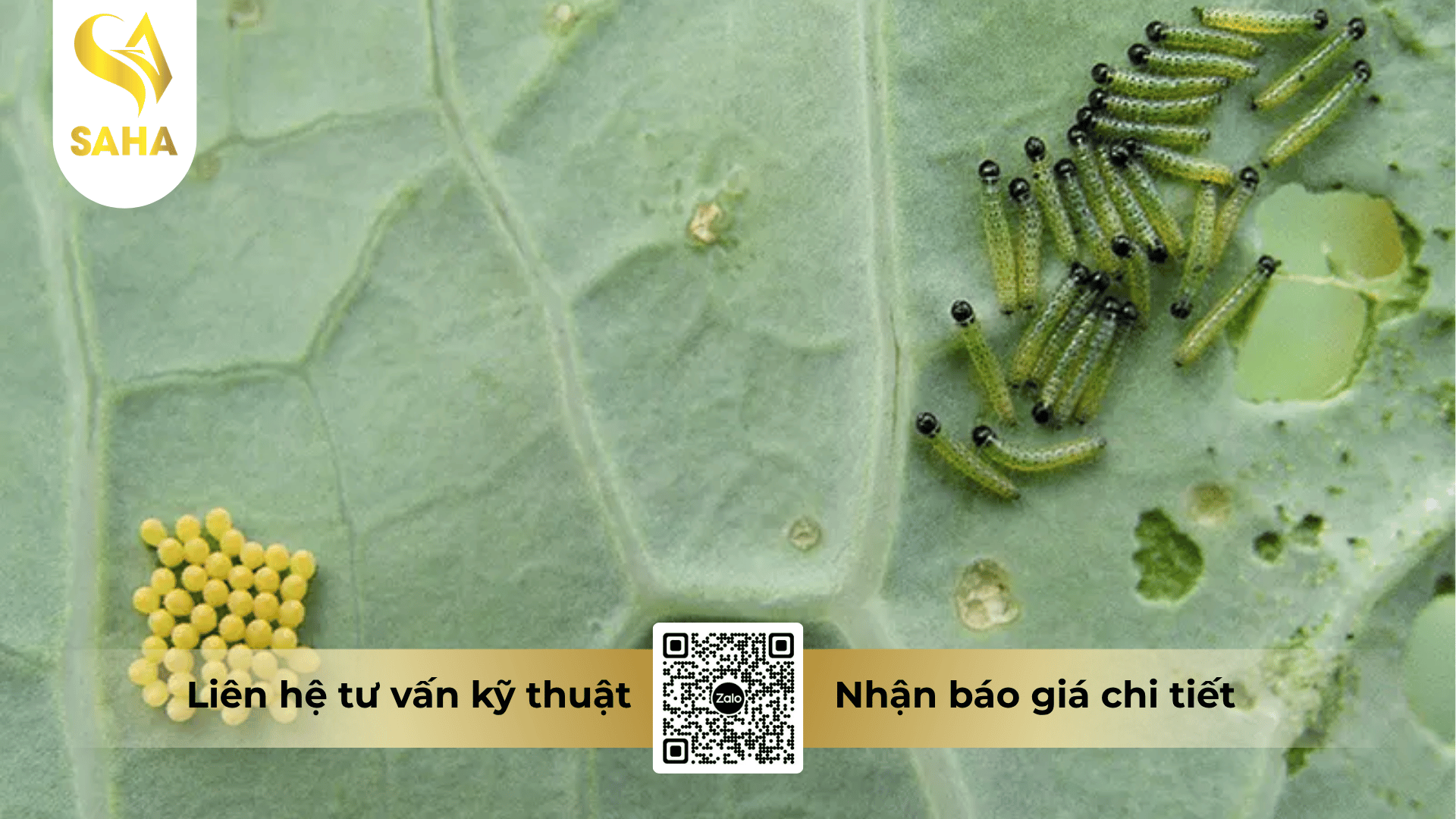 thong-tin-chung-thuoc-tru-sau-atabron-5ec.png