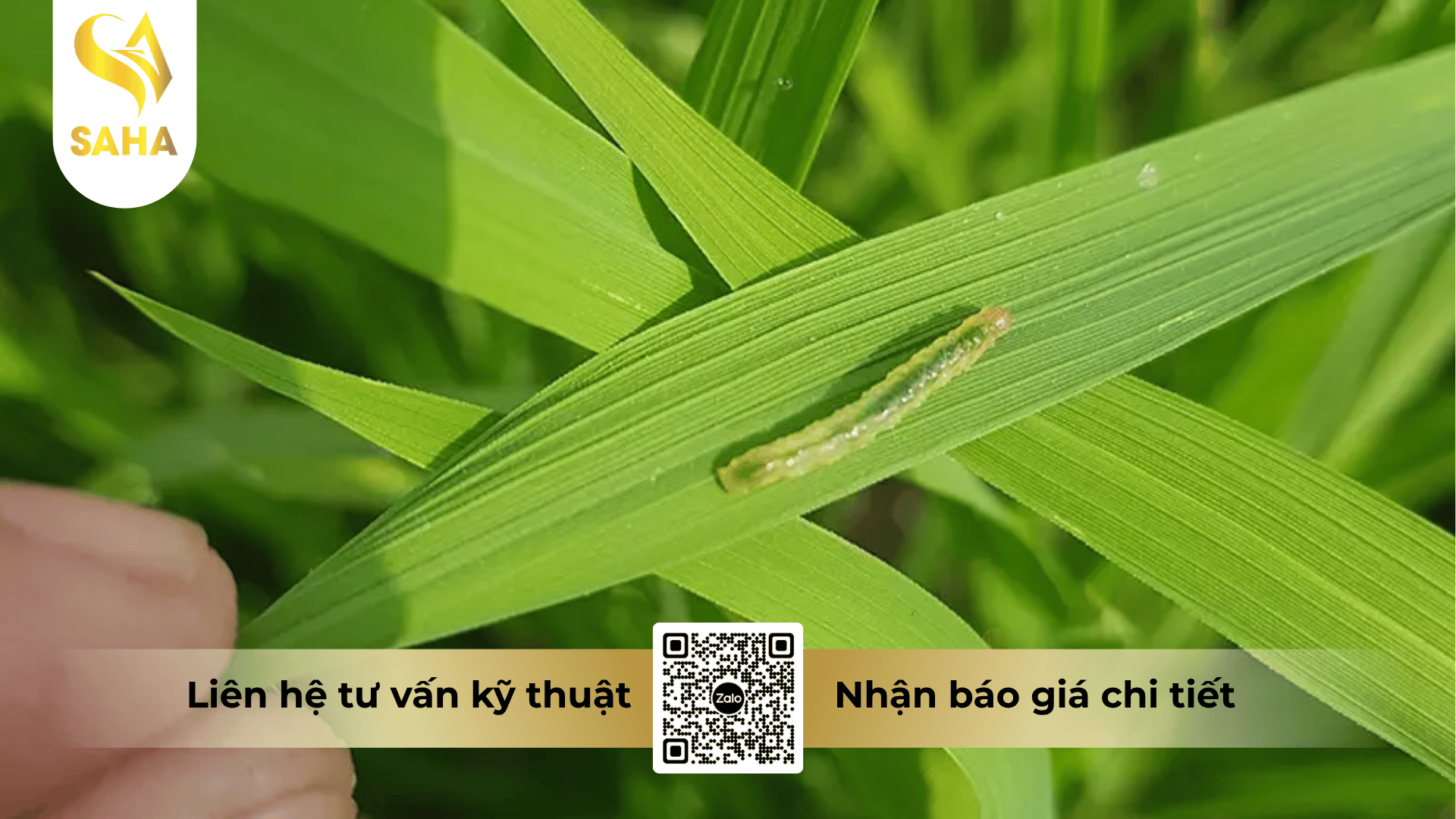 thong-tin-chung-thuoc-tru-sau-atannong-50ec.png