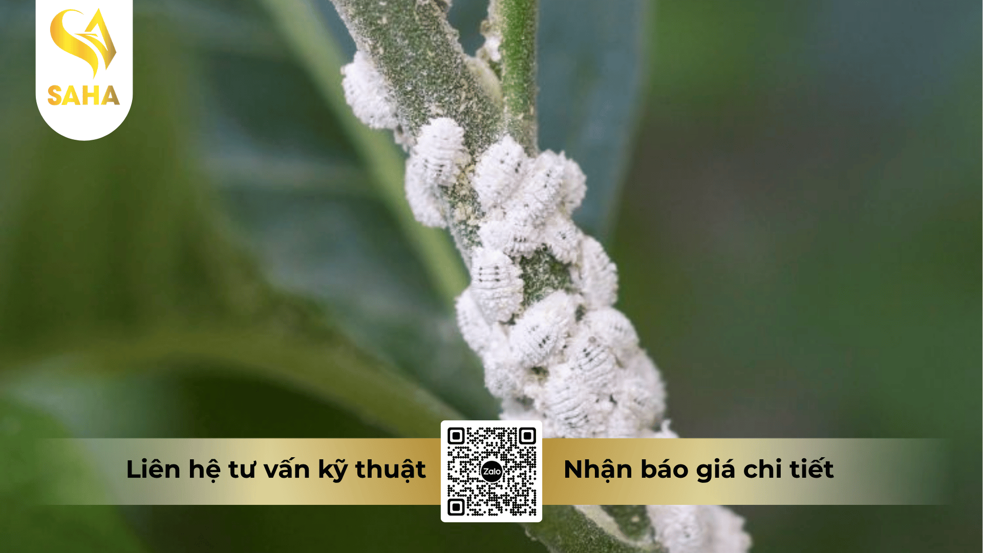thong-tin-chung-thuoc-tru-sau-atylo-650wp.png