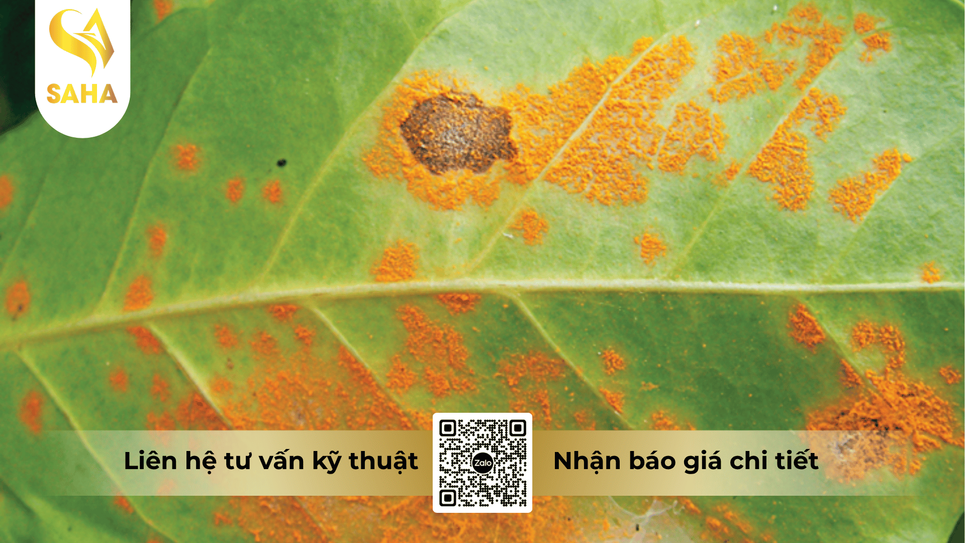 thong-tin-chung-thuoc-tru-benh-au-morax-60wg.png