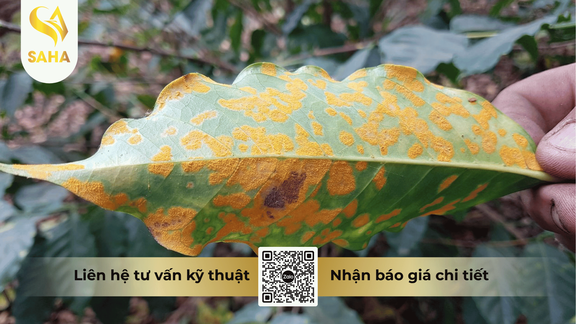 cong-dung-thuoc-tru-benh-au-morax-60wg.png