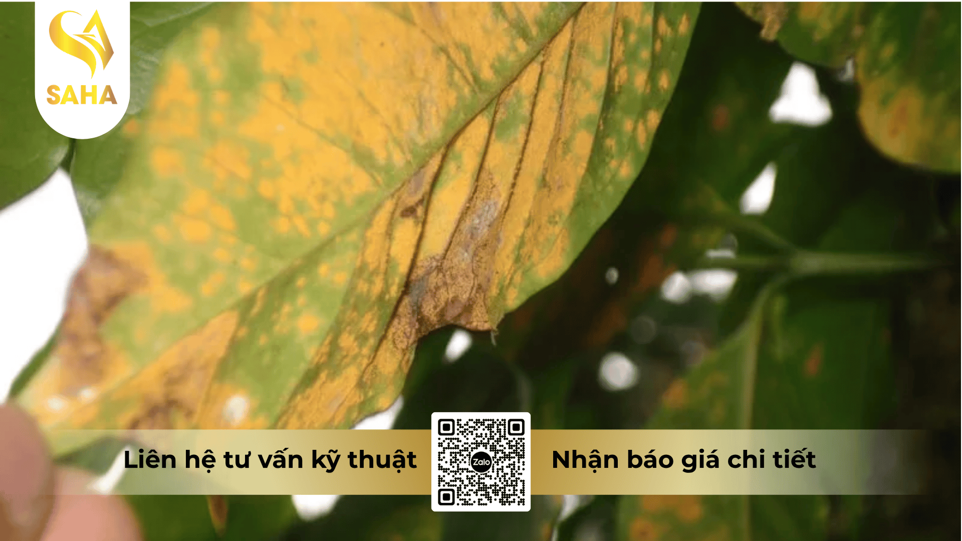 cong-dung-thuoc-tru-benh-au-perzoxin-48sc.png