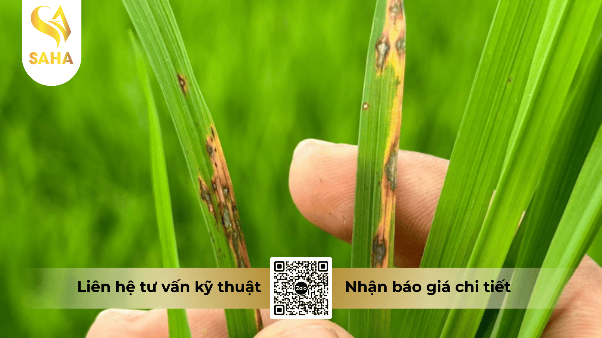 thong-tin-chung-thuoc-tru-benh-avako-800wp.png