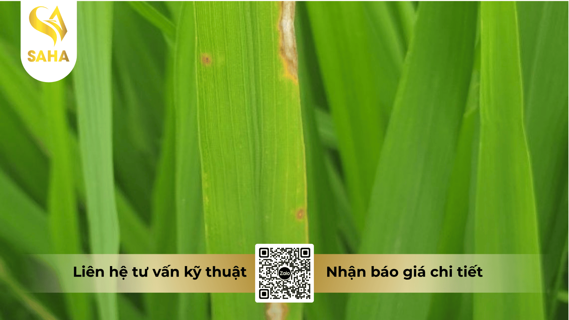 cong-dung-thuoc-tru-benh-avako-800wp.png