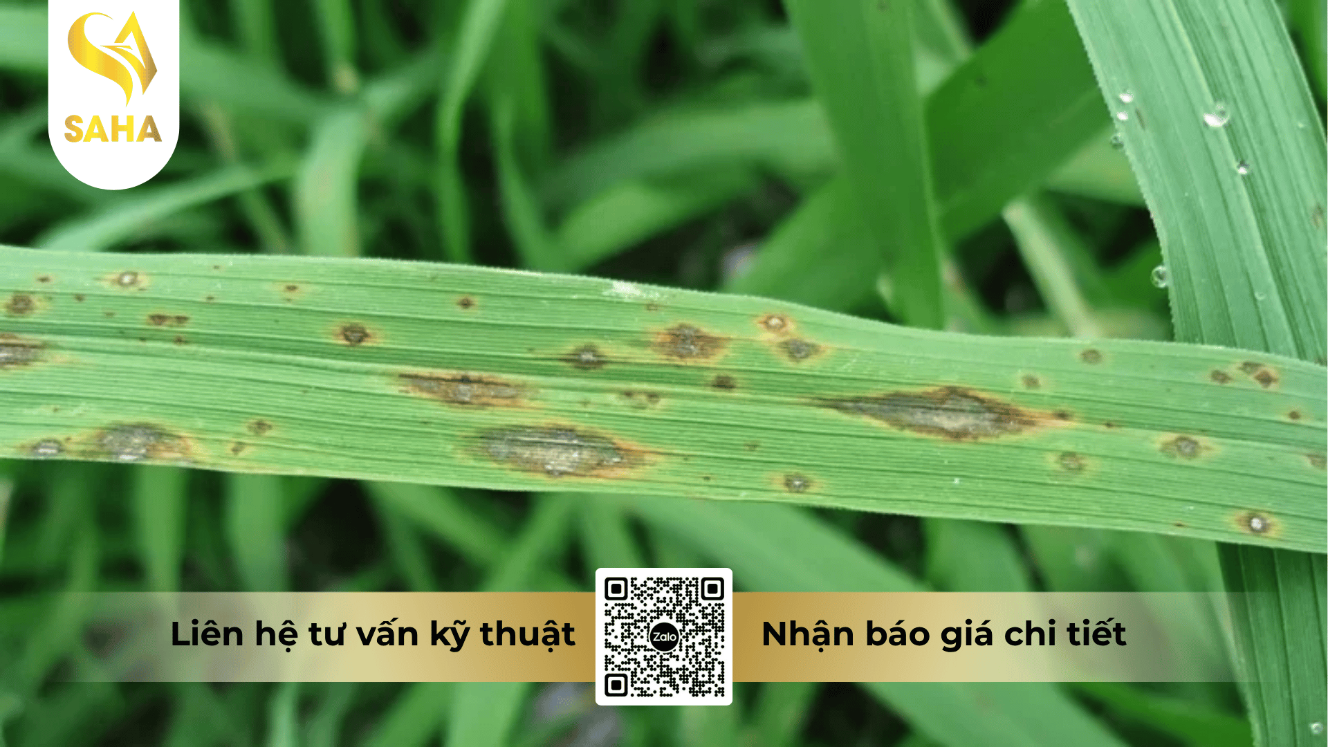 thong-tin-chung-thuoc-tru-benh-avalin-5sl.png