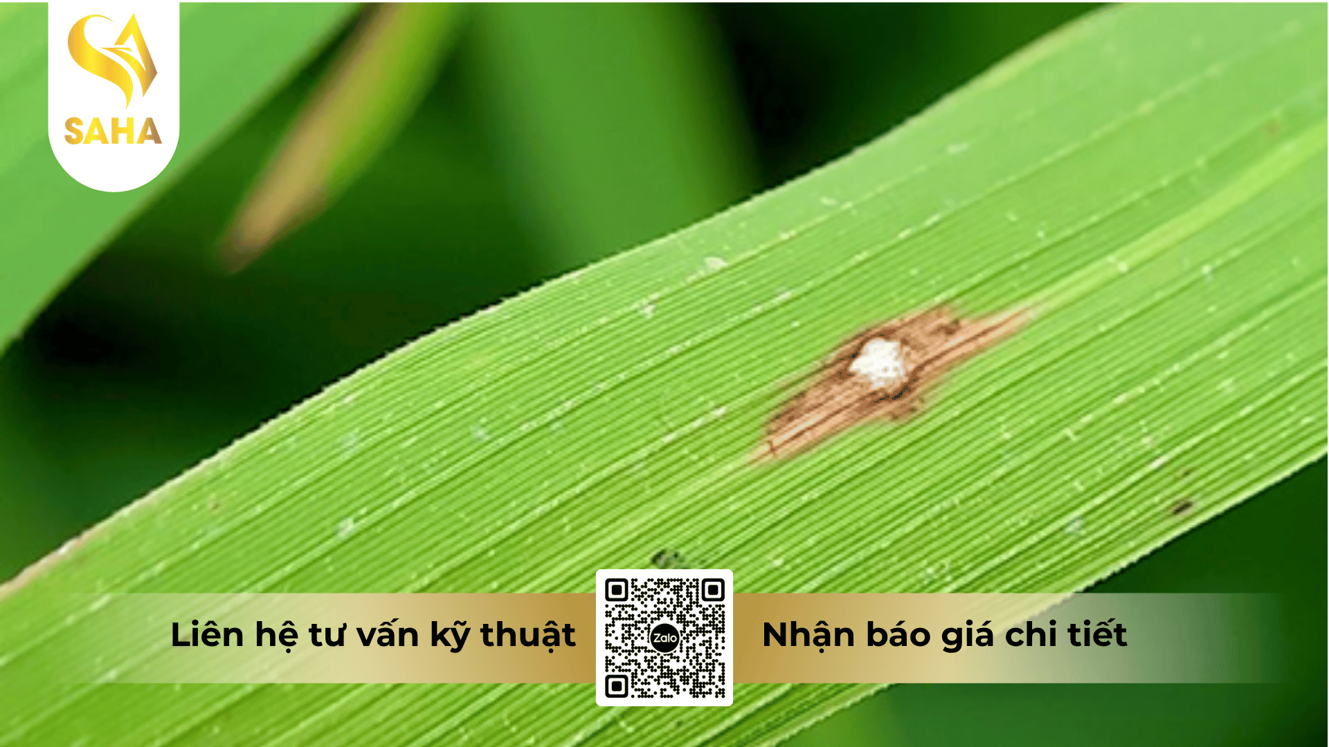 cong-dung-thuoc-tru-benh-avalin-5sl.png