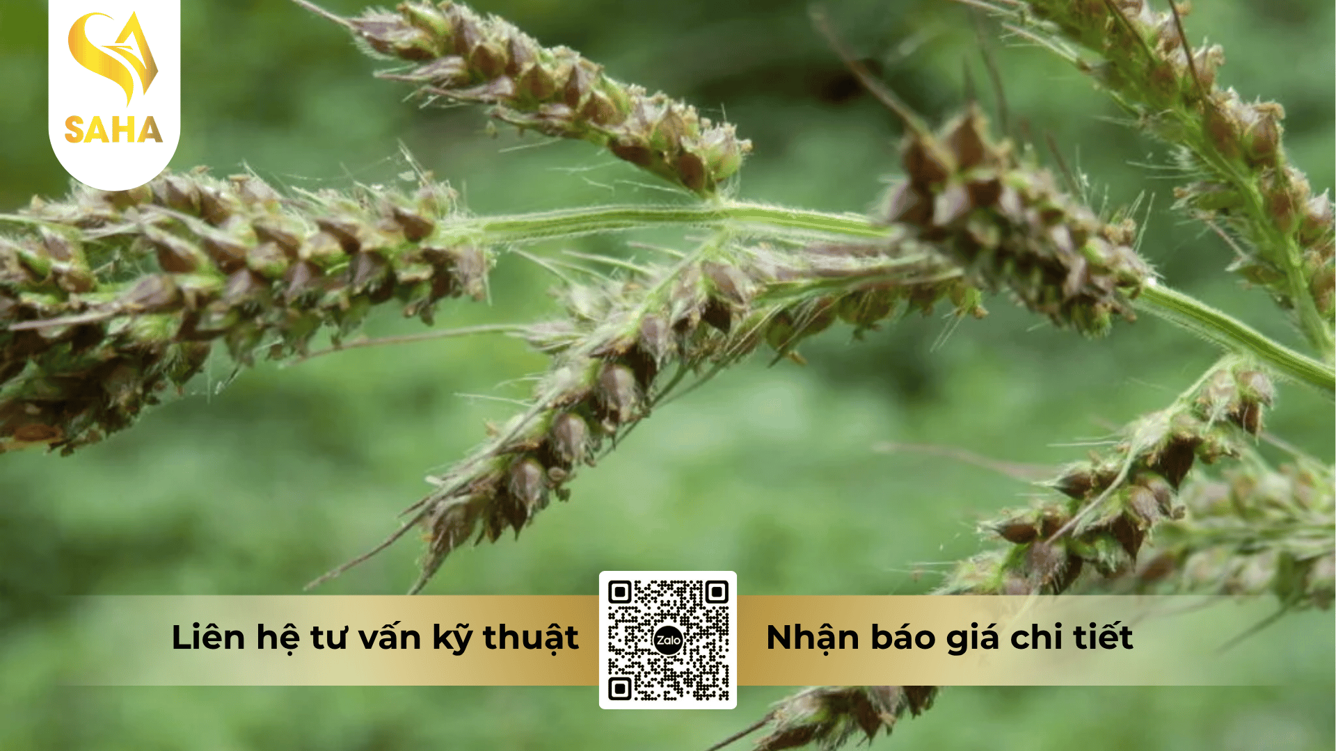 thong-tin-chung-thuoc-tru-co-azin-rio-45sc.png