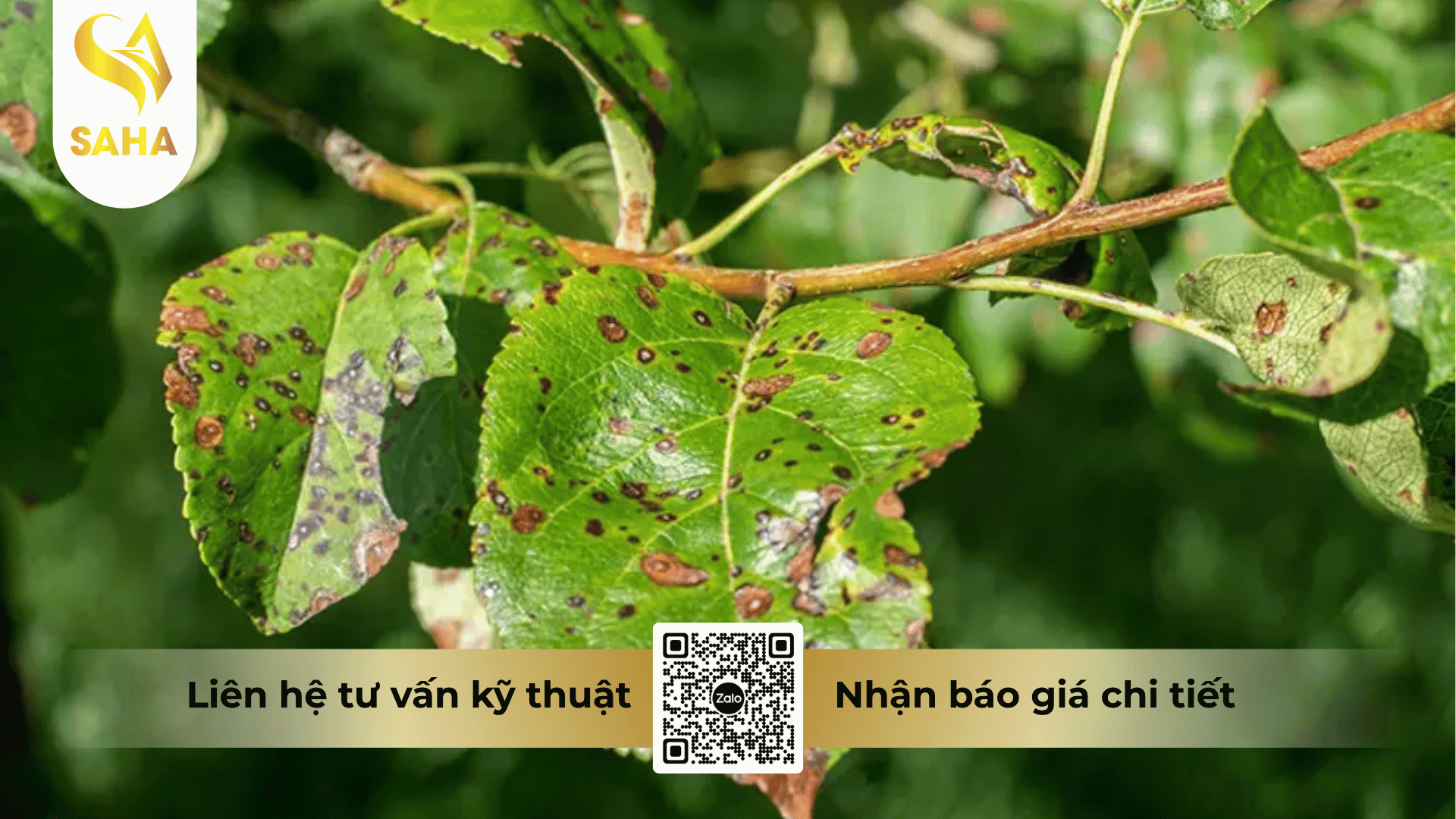 thong-tin-chung-thuoc-tru-benh-azo-dino-zop-325sc.png