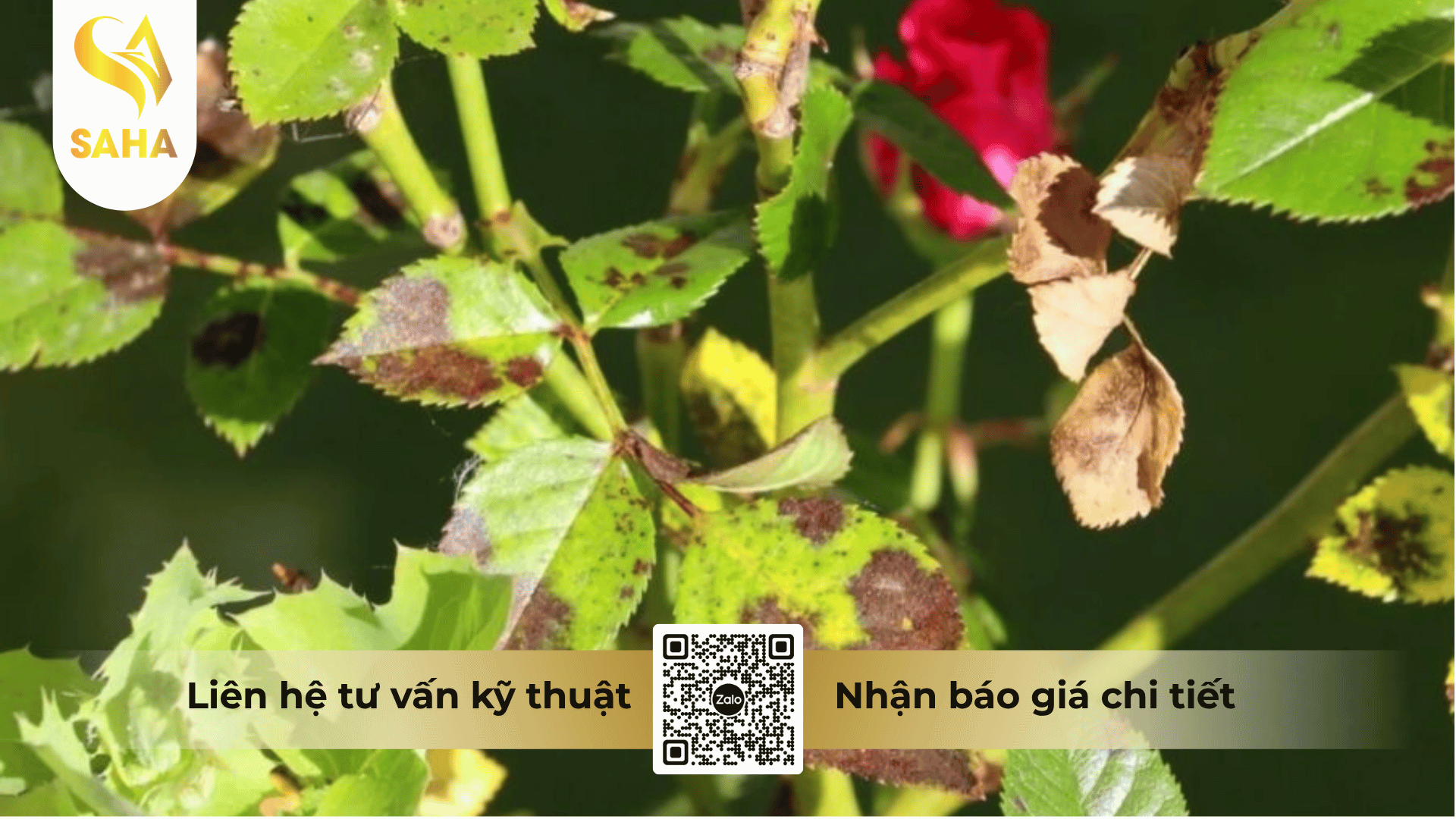 cong-dung-thuoc-tru-benh-azo-dino-zop-325sc.png