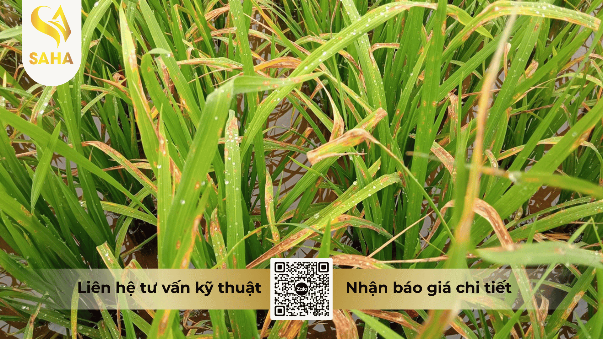 thong-tin-chung-thuoc-tru-benh-azobem-800wp.png