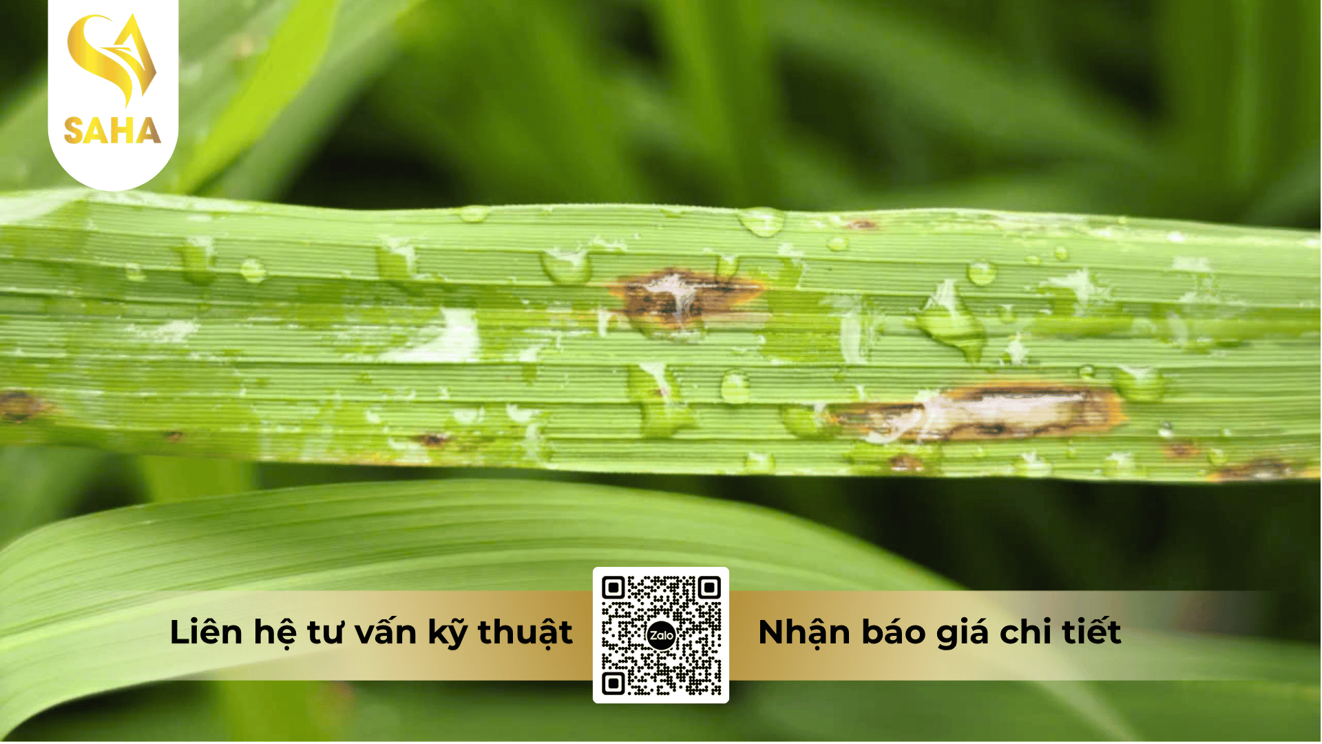 cong-dung-thuoc-tru-benh-azobem-800wp.png