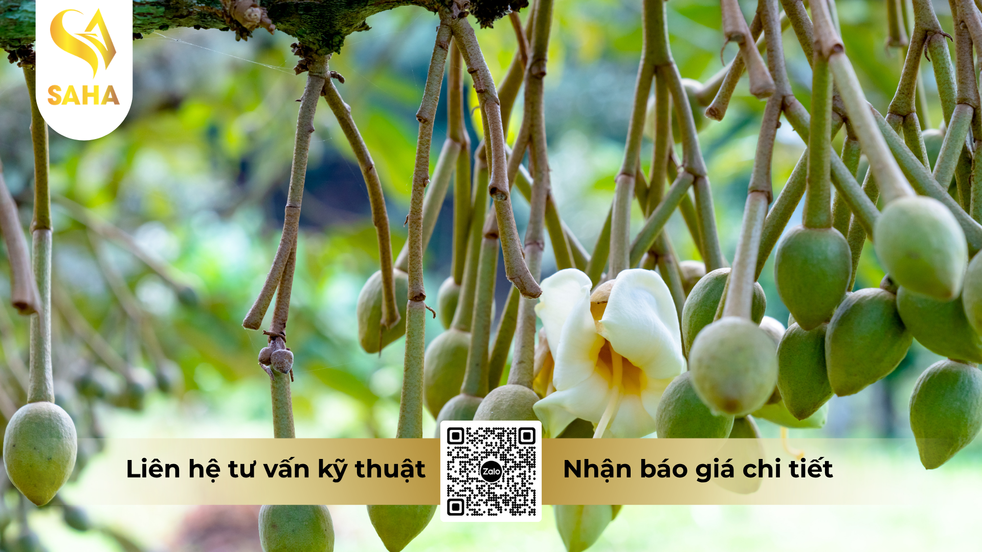 cau-hoi-thuong-gap-ve-phan-bon-la-abc-kahubo-hieu-seaweed-liquid-npk-te.png