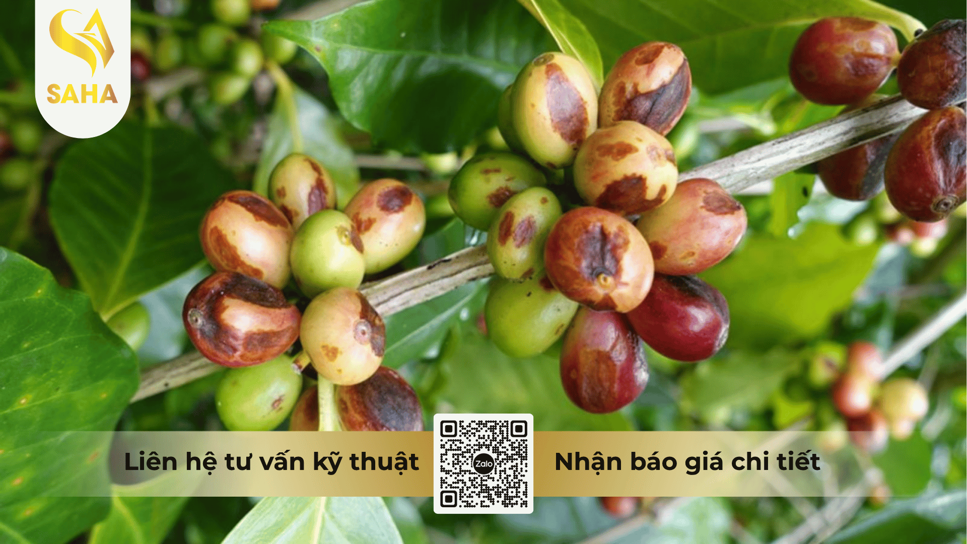 thong-tin-chung-thuoc-tru-benh-azodife-325sc.png